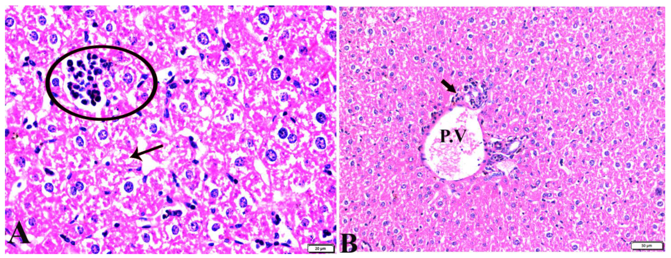 Pharmaceutics 15 00478 g005 Pharmaceutics 15 00478 g005