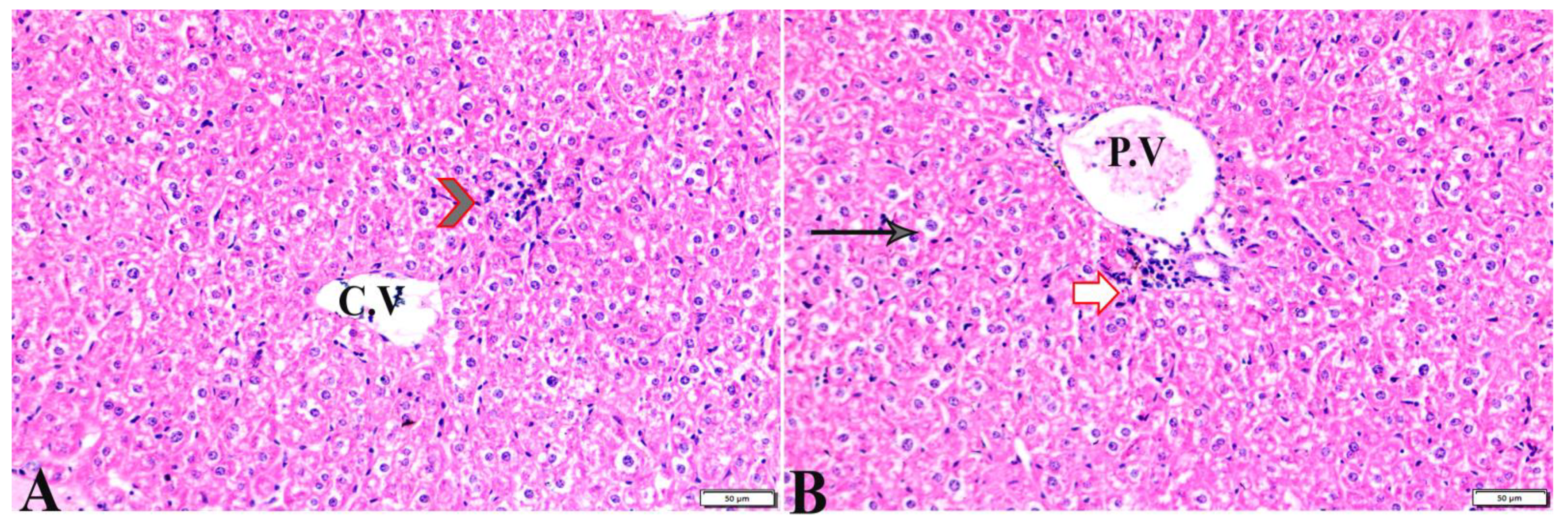 Pharmaceutics 15 00478 g006 Pharmaceutics 15 00478 g006