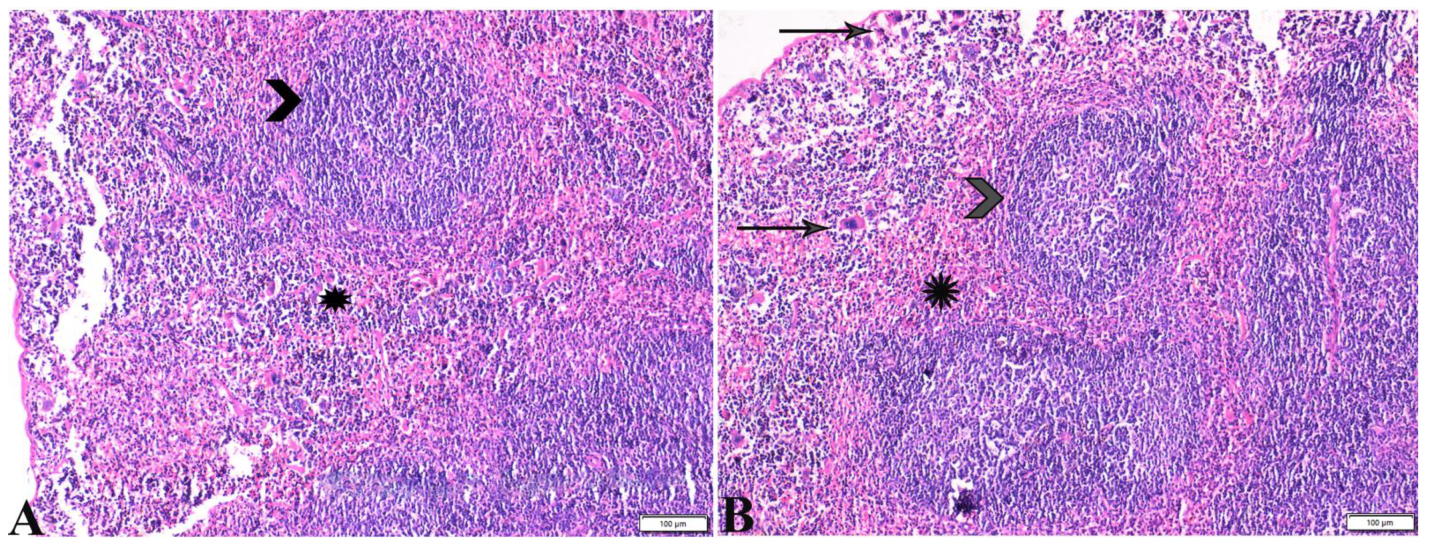 Pharmaceutics 15 00478 g010 Pharmaceutics 15 00478 g010