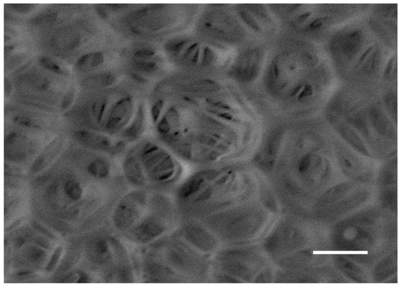 Pharmaceutics 15 00479 g004 Pharmaceutics 15 00479 g004