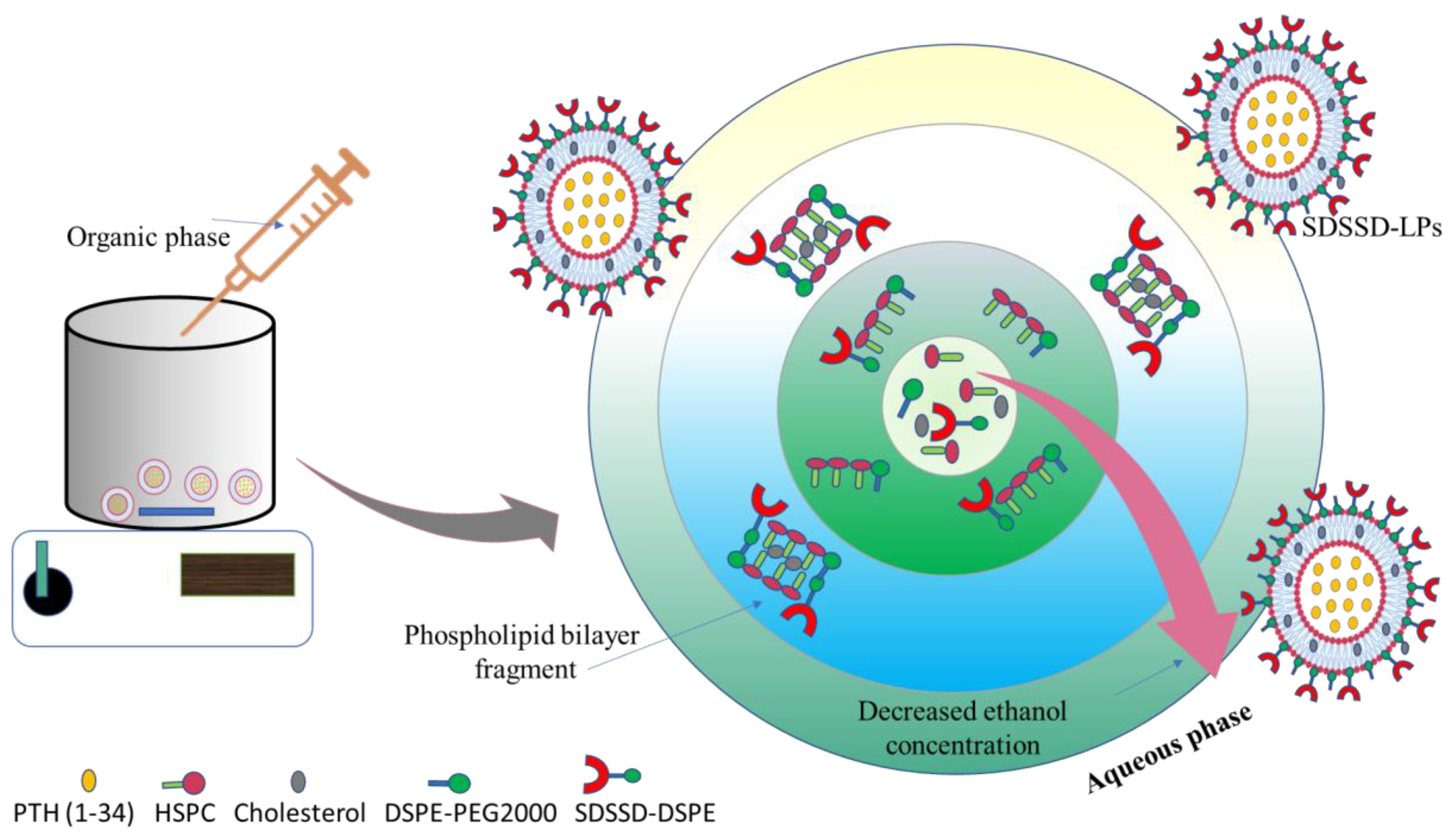 Pharmaceutics | Free Full-Text | Peptide Engraftment on PEGylated  Nanoliposomes for Bone Specific Delivery of PTH (1-34) in Osteoporosis