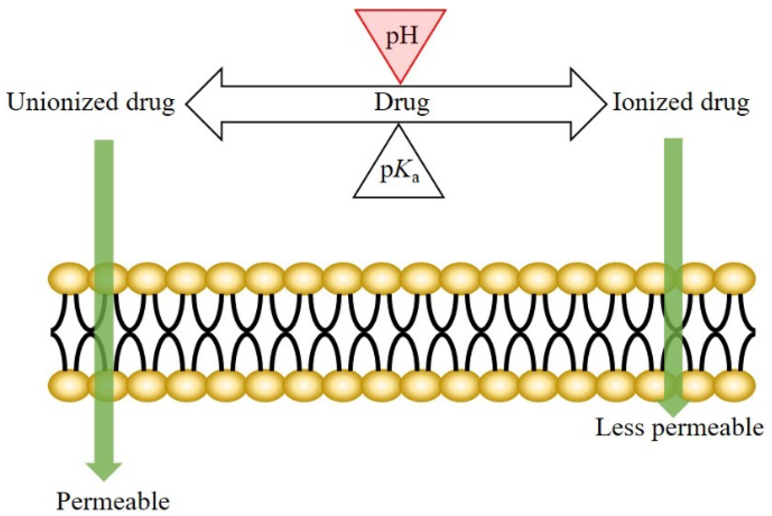 The Low/High BCS Permeability Class Boundary: Physicochemical Comparison of  Metoprolol and Labetalol