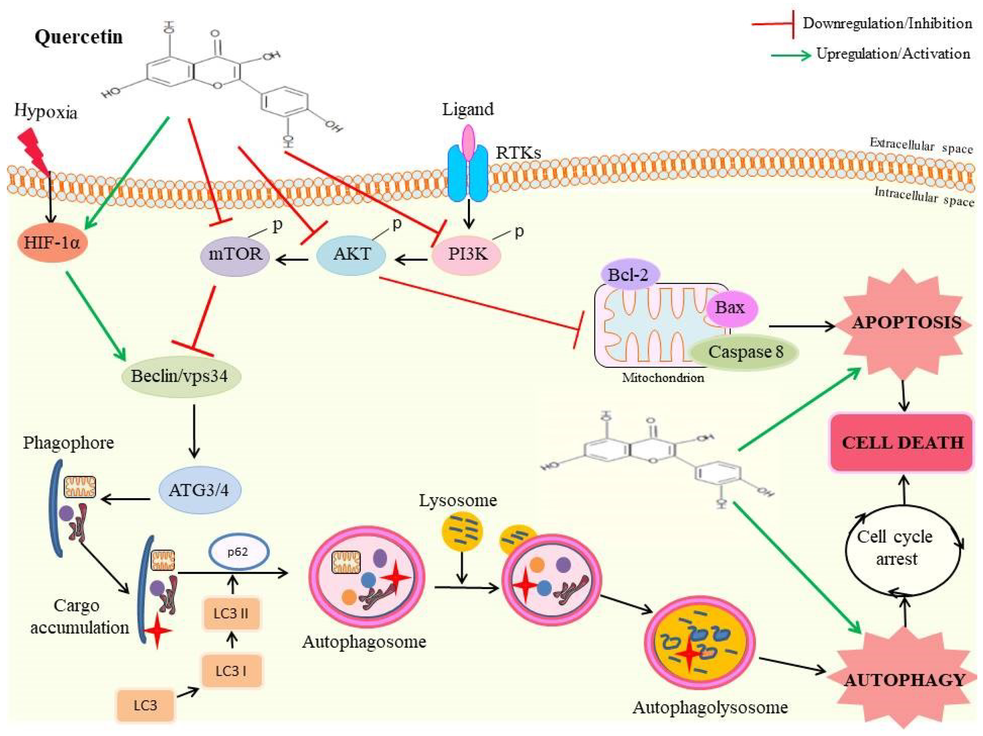 Ketoprofen suppresses triple negative breast cancer cell growth by inducing  apoptosis and inhibiting autophagy