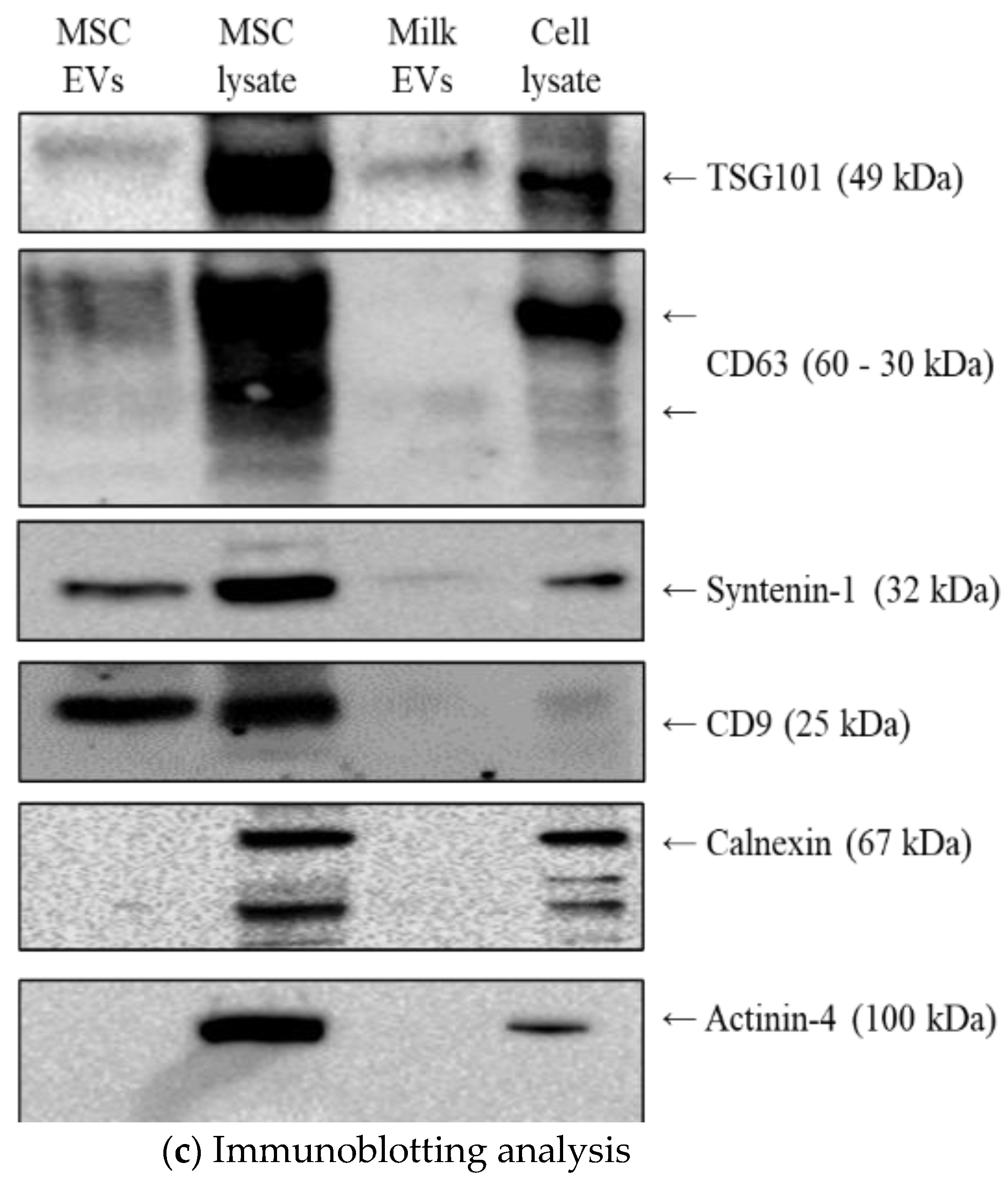 Pharmaceutics 15 00718 g002c Pharmaceutics 15 00718 g002c