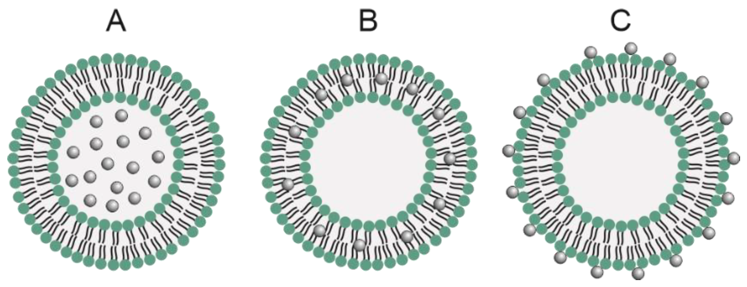 Pharmaceutics | Free Full-Text | Hybrid Magnetic Lipid-Based ...