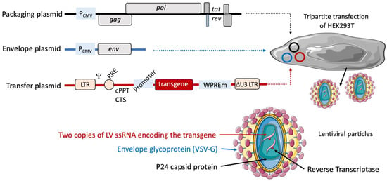 HIV-based lentiviral vectors: Origin and sequence differences