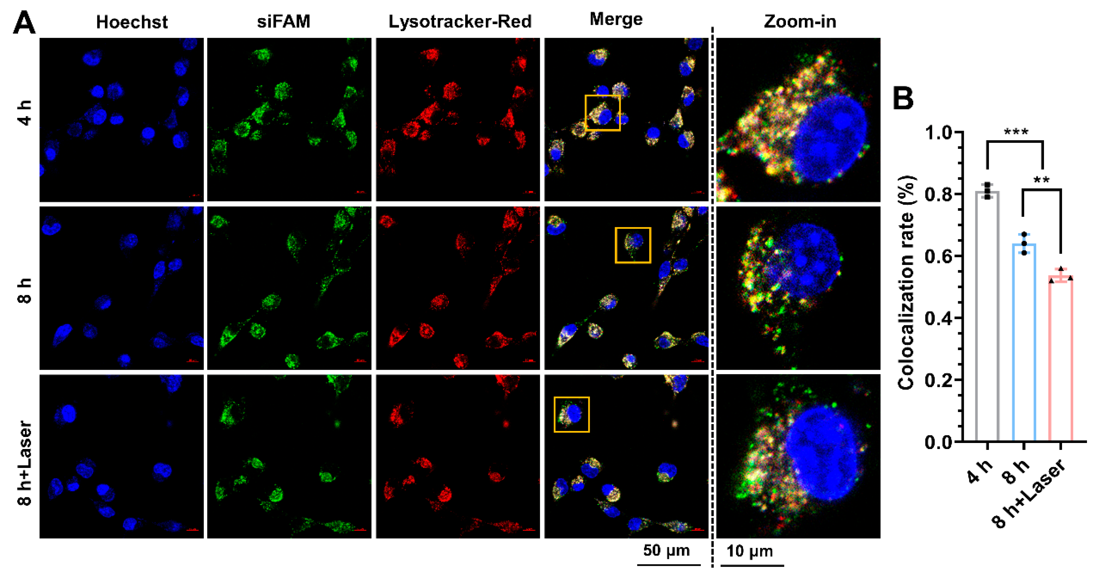 Pharmaceutics 15 00854 g004