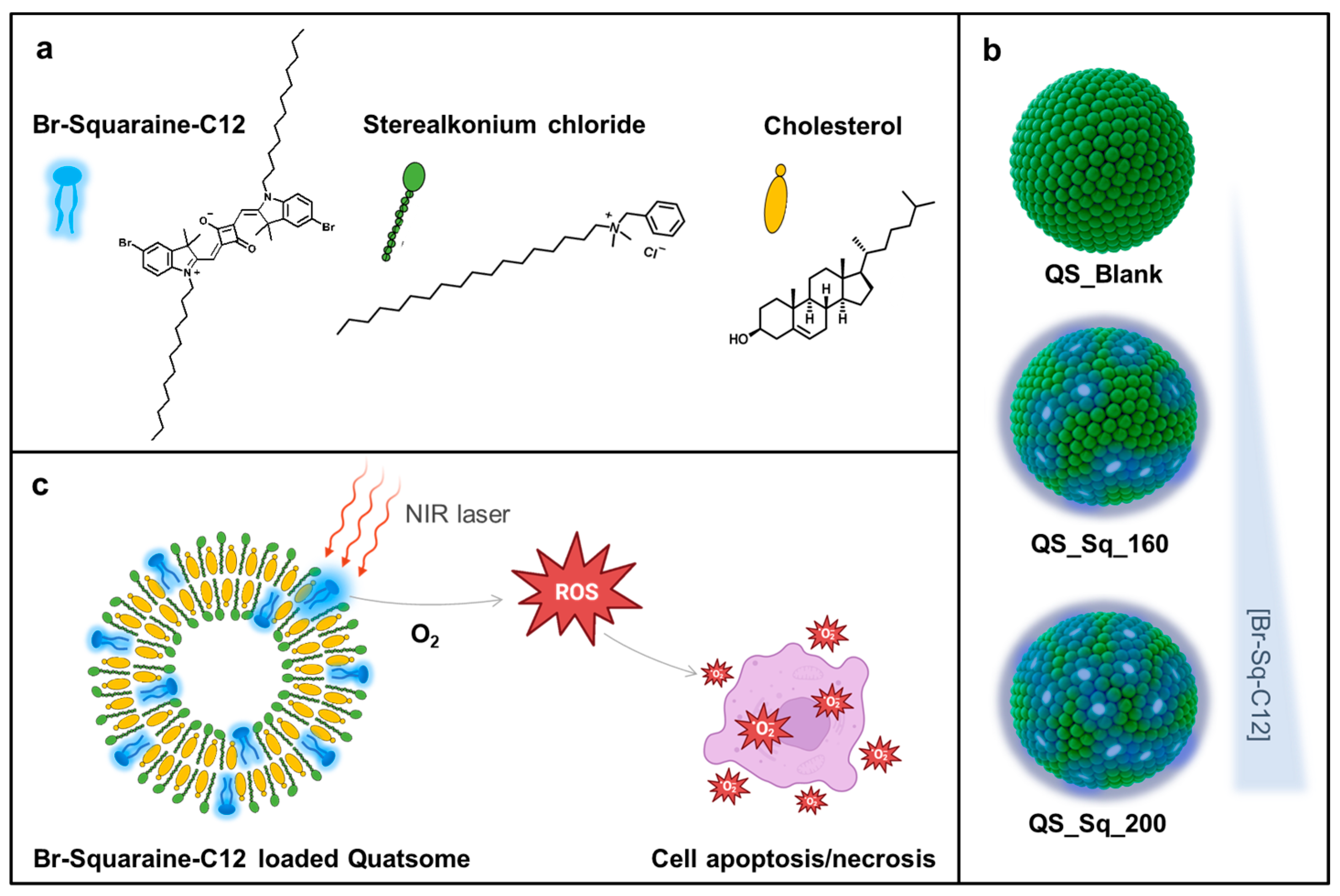 Pharmaceutics | Photosensitizer Photodynamic an as Quatsomes Therapy for with | Squaraine Loaded Full-Text Dye Free Effective