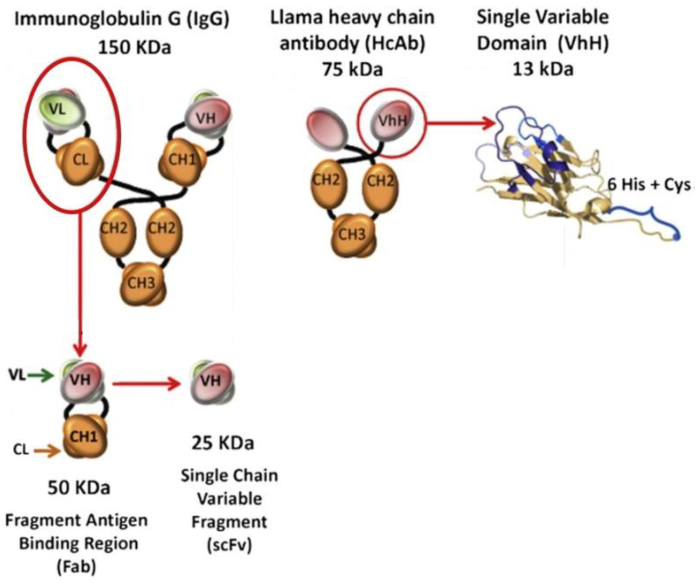 https://www.mdpi.com/pharmaceutics/pharmaceutics-15-00946/article_deploy/html/images/pharmaceutics-15-00946-g006.png