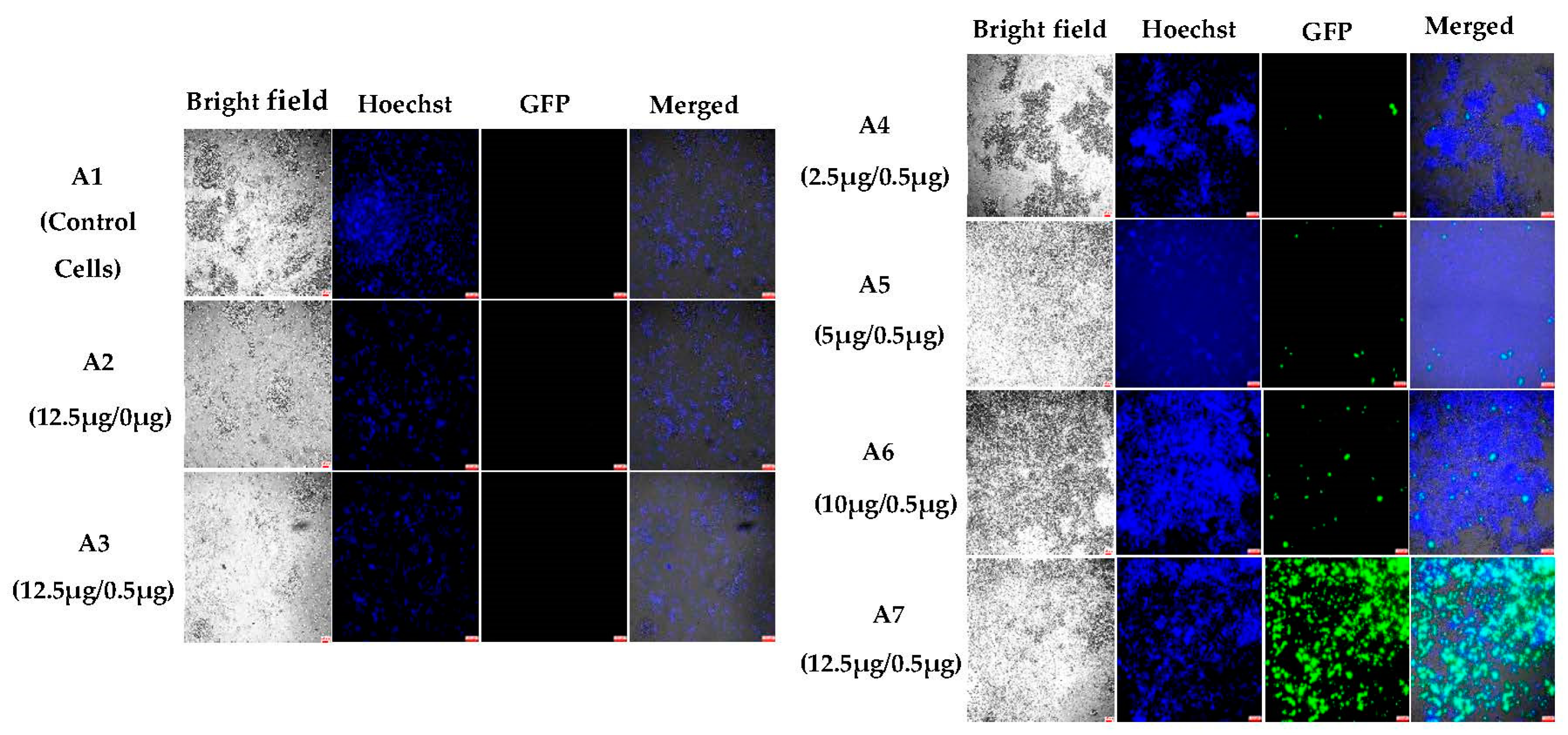 Pharmaceutics 15 00961 g002