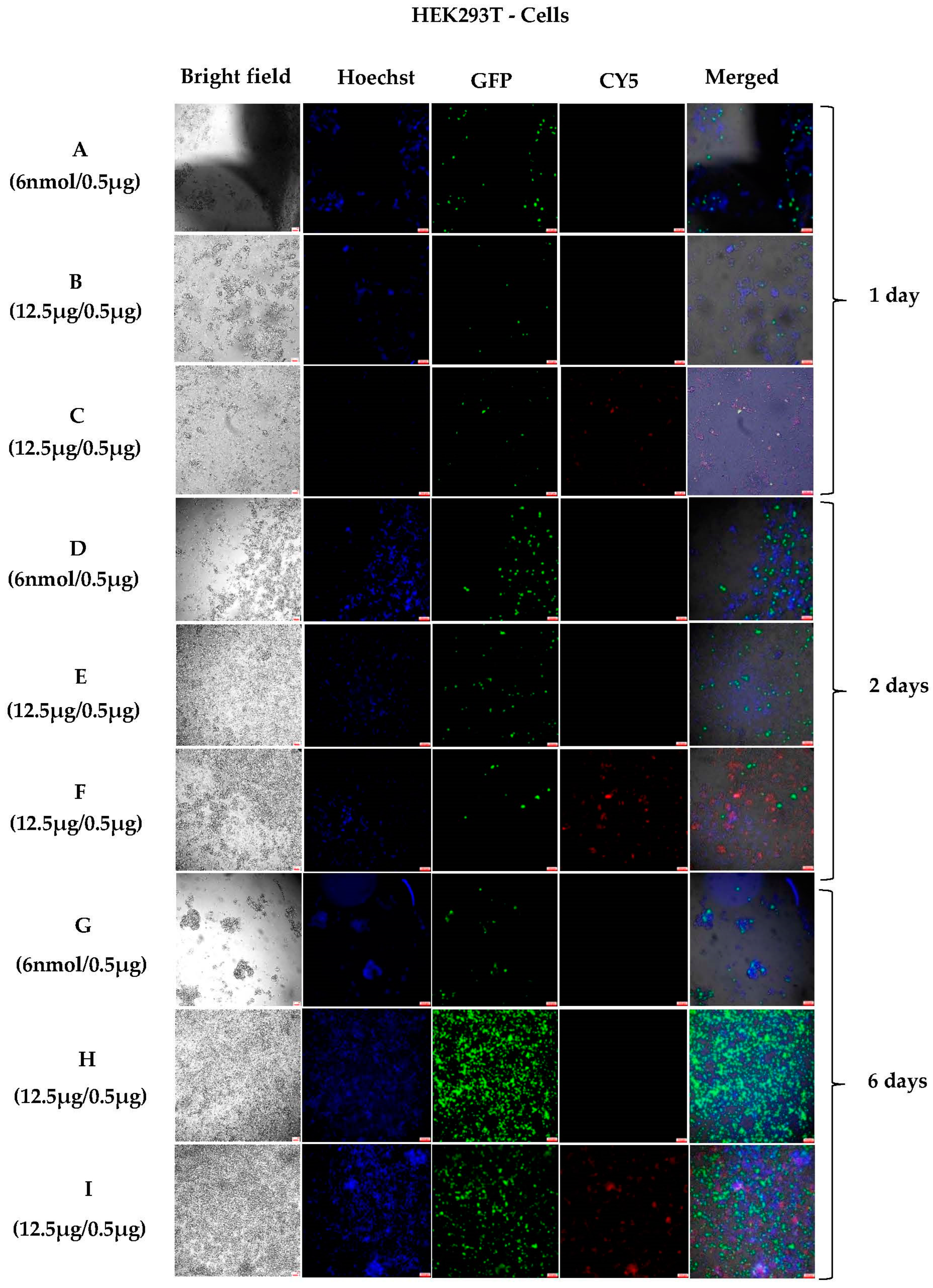 Pharmaceutics 15 00961 g003