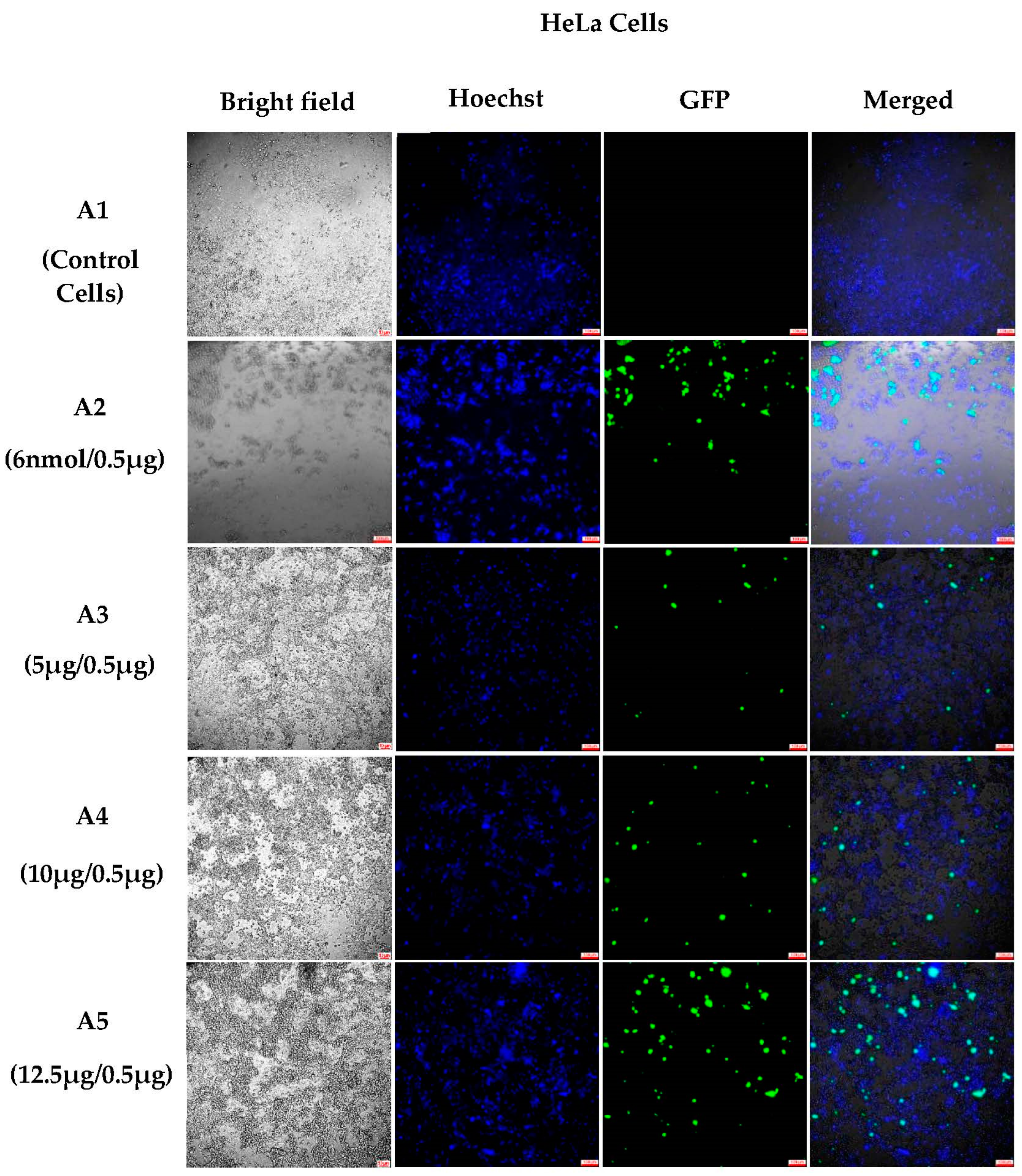 Pharmaceutics 15 00961 g004