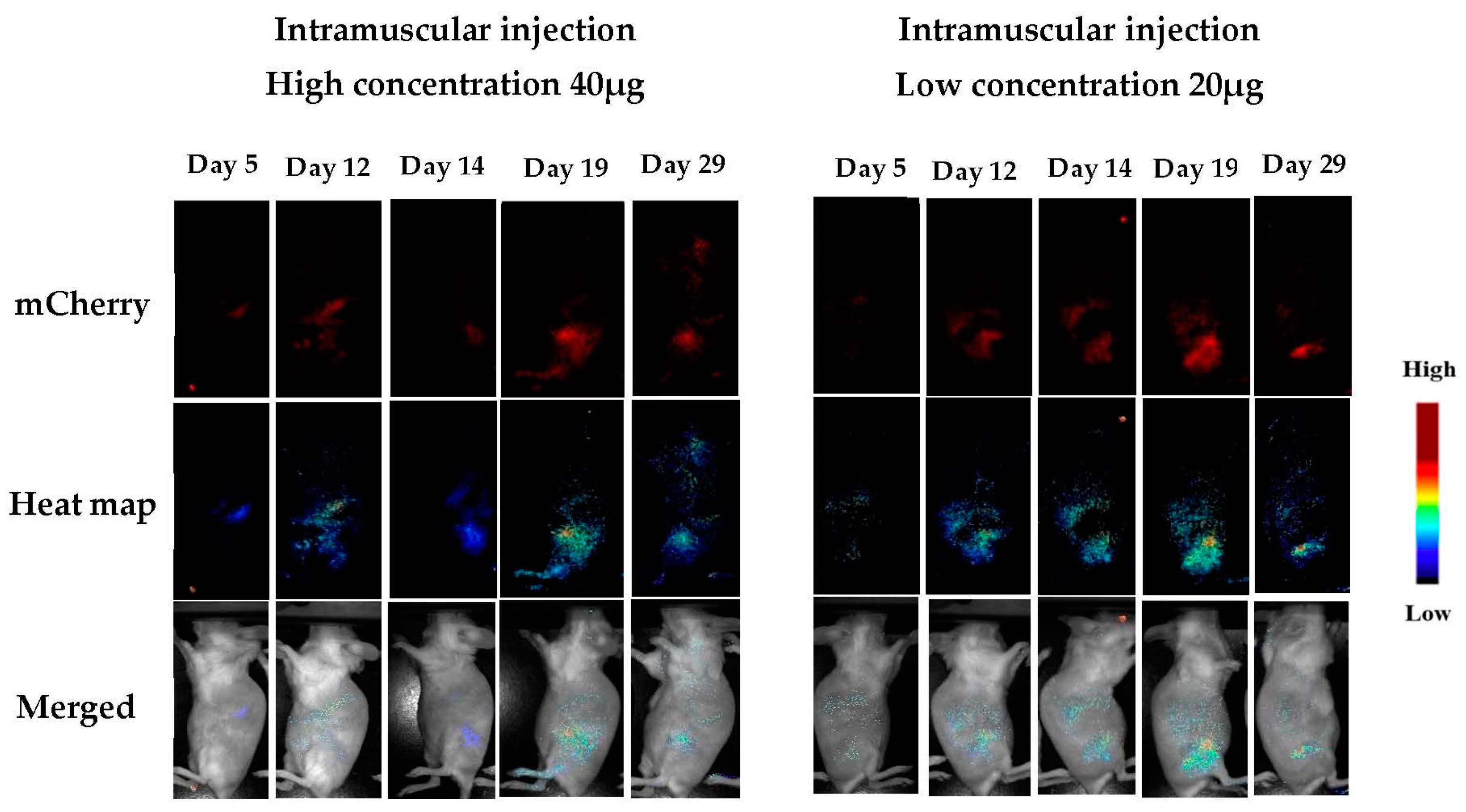 Pharmaceutics 15 00961 g008