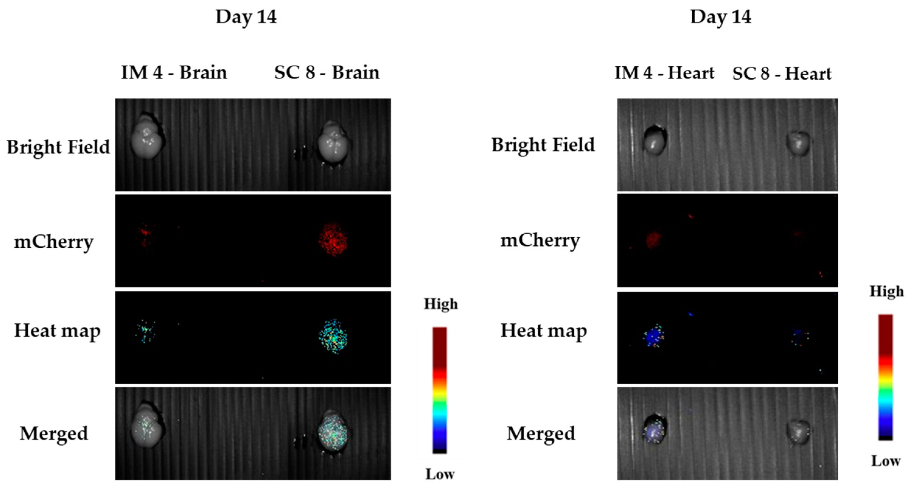 Pharmaceutics 15 00961 g012