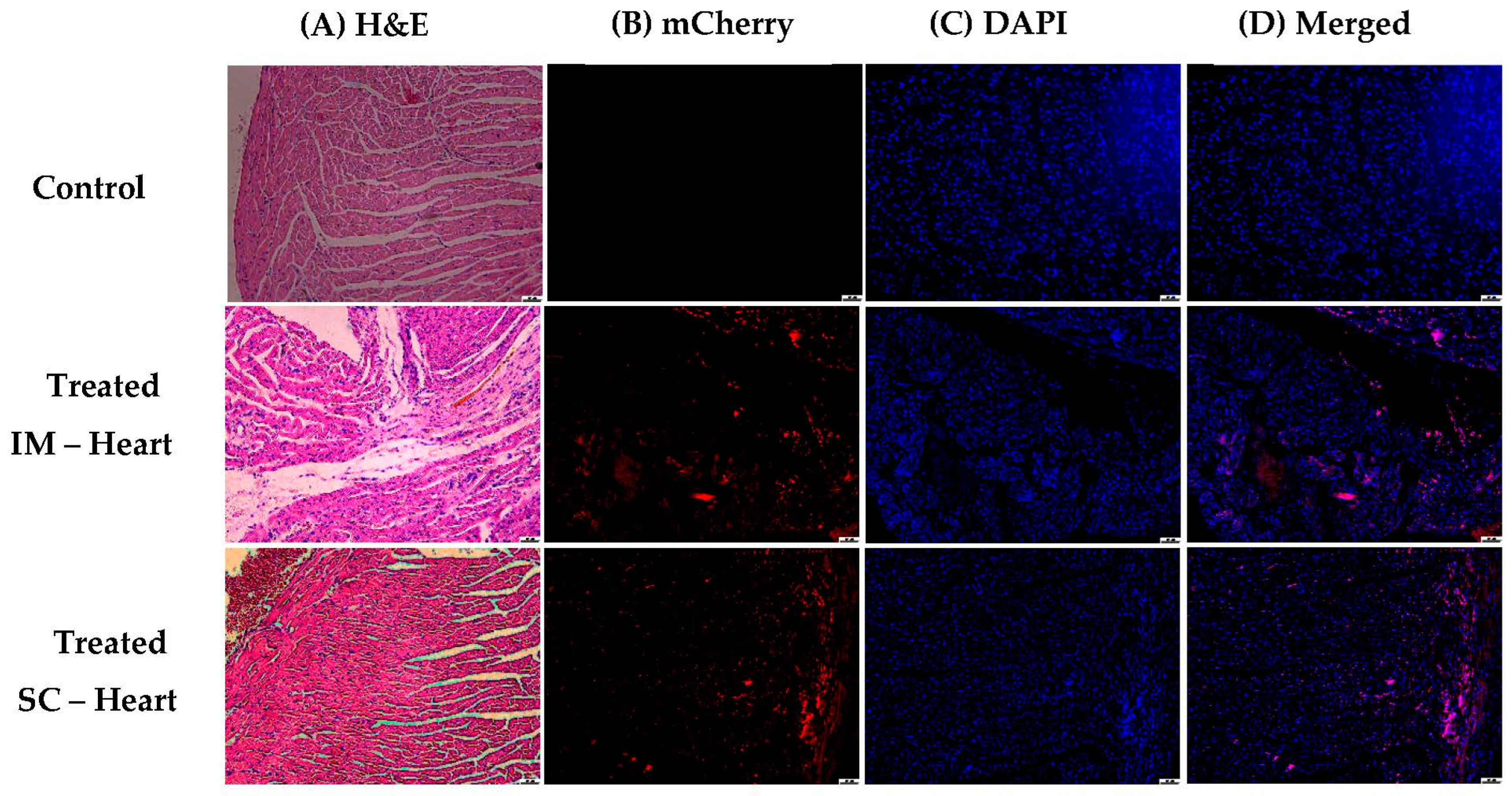 Pharmaceutics 15 00961 g019