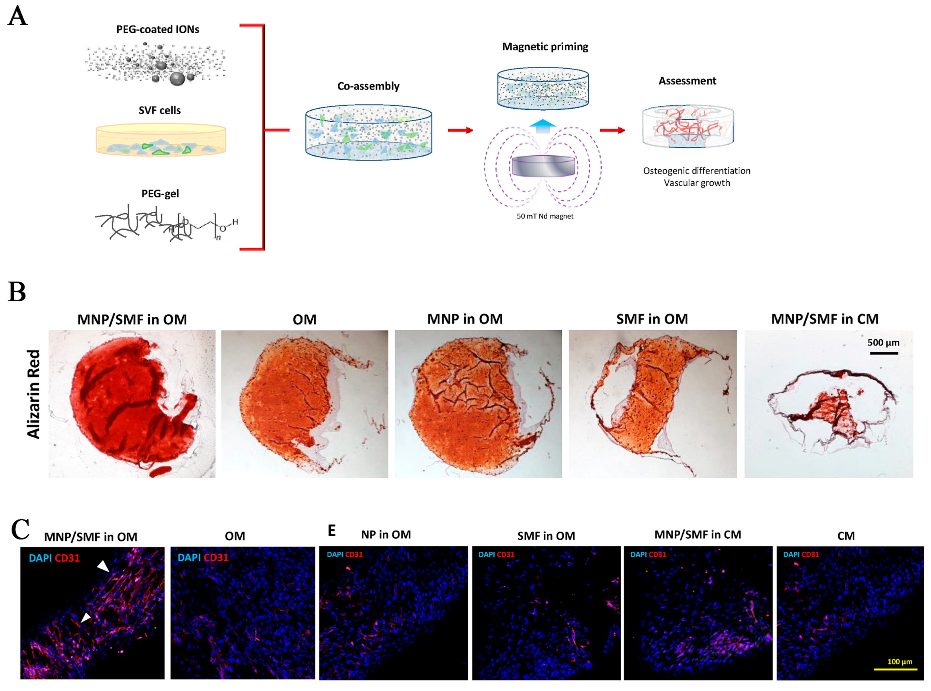 Pharmaceutics 15 00982 g007