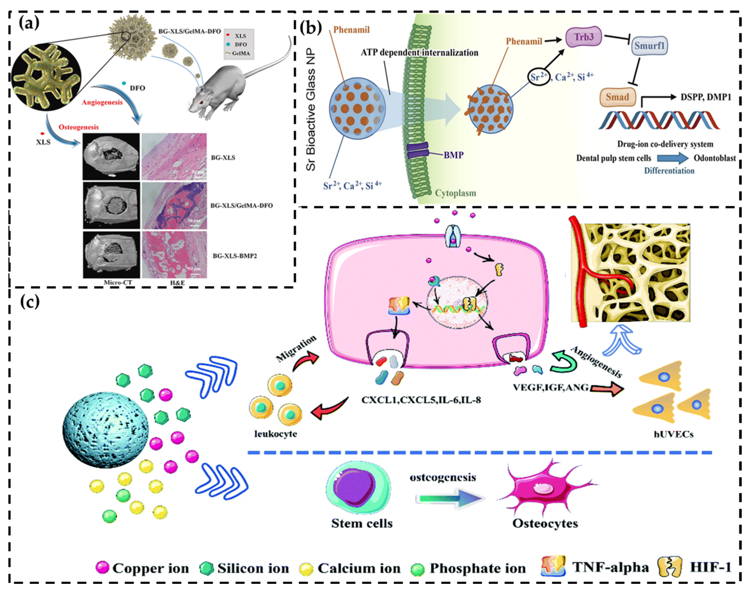 Pharmaceutics 15 01017 g004
