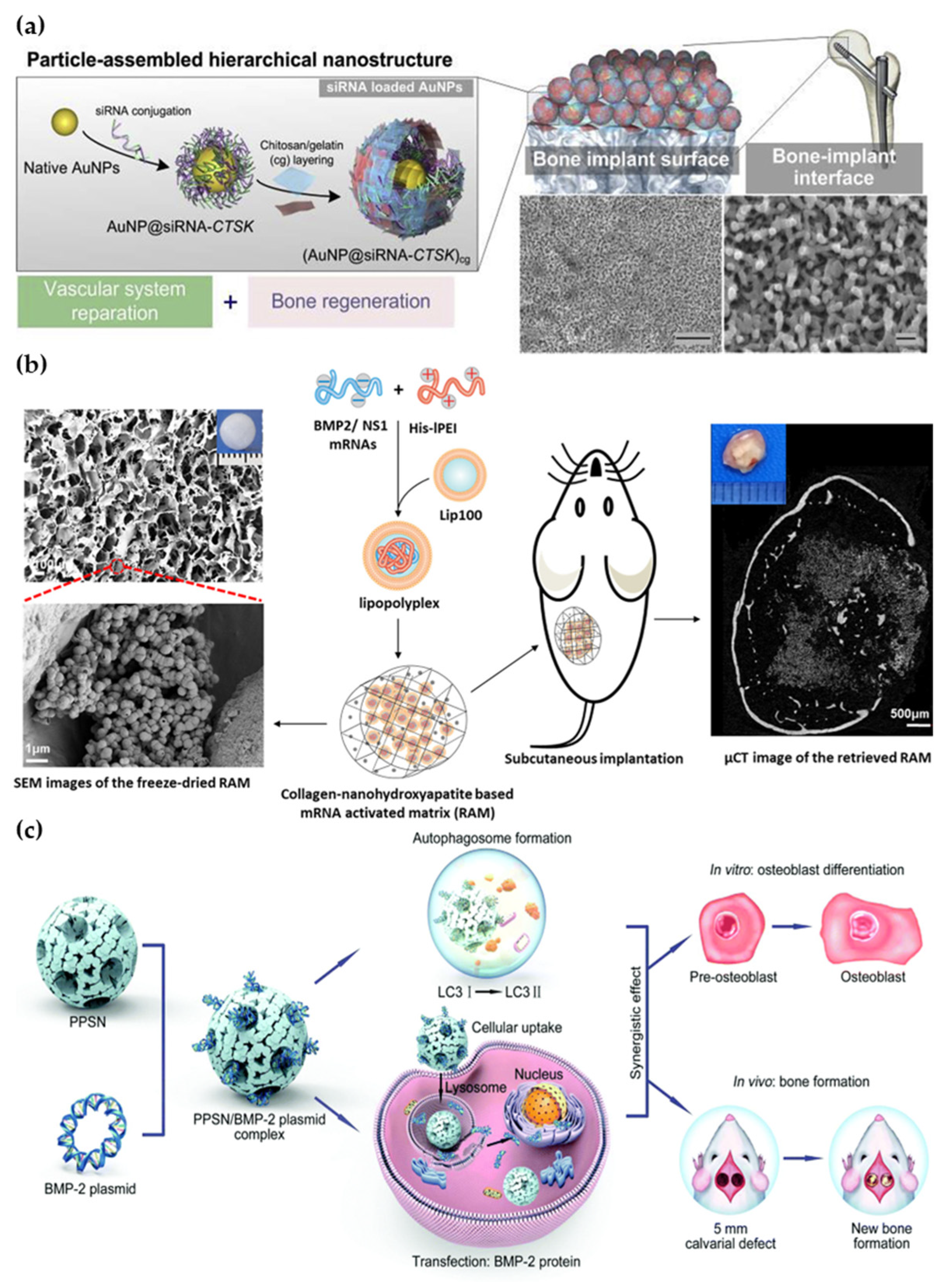 Pharmaceutics 15 01017 g006