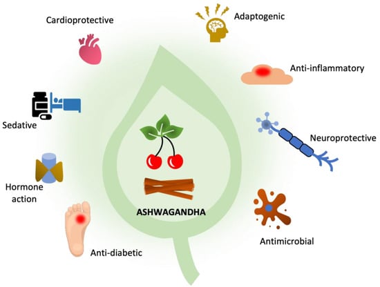 Pharmaceutics | Free Full-Text | Ashwagandha (Withania  somnifera)&mdash;Current Research on the Health-Promoting Activities: A  Narrative Review