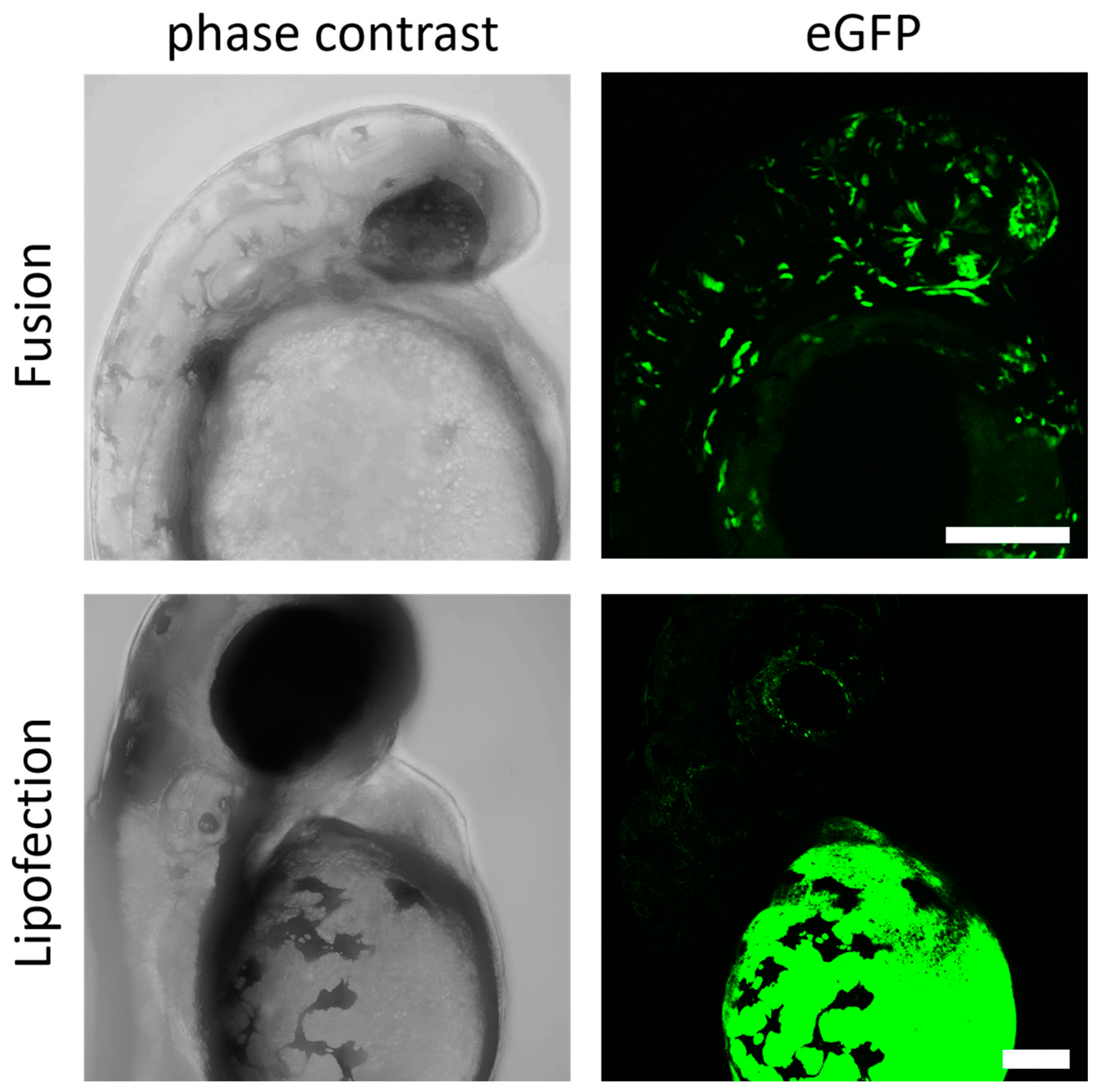 Pharmaceutics 15 01210 g005 Pharmaceutics 15 01210 g005