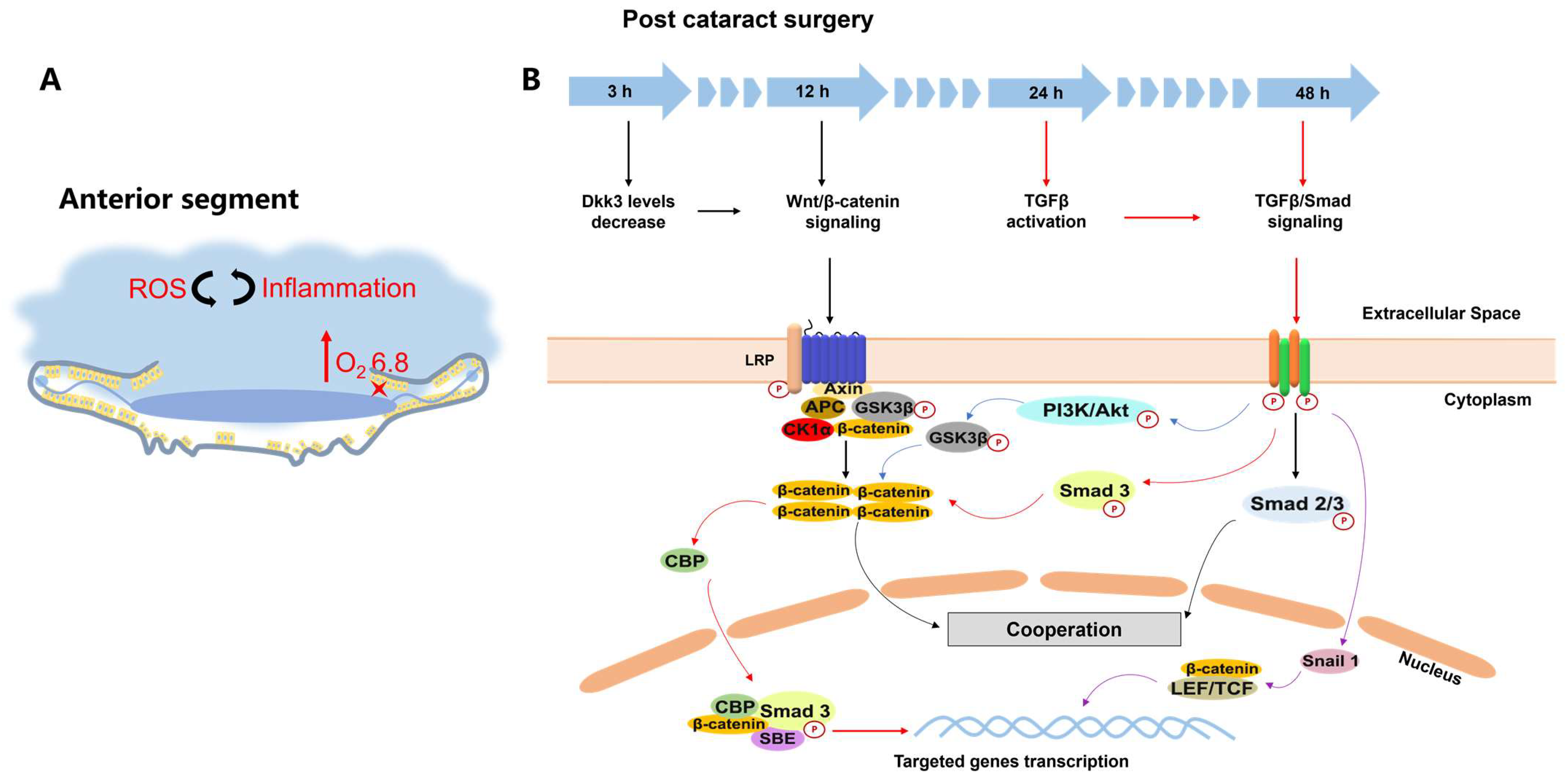 Pharmaceutics 15 01235 g004