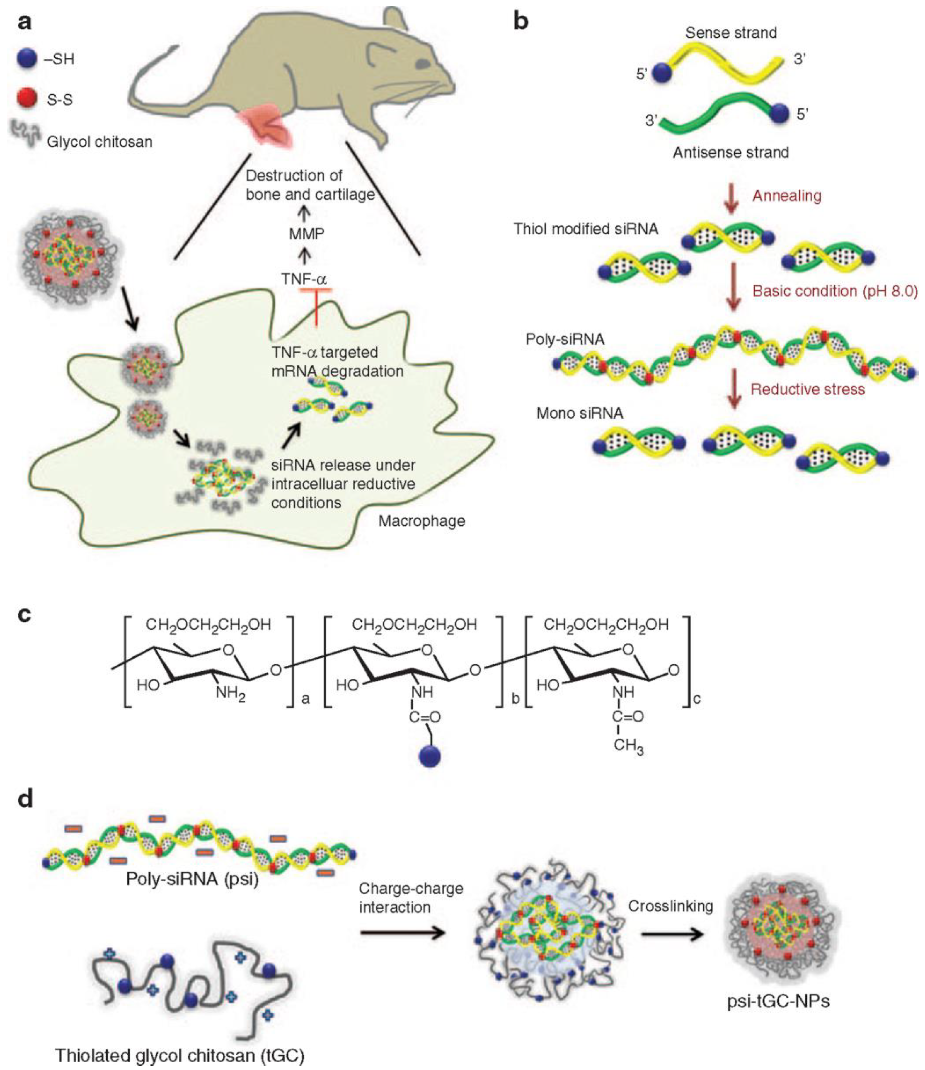 Pharmaceutics 15 01237 g002 Pharmaceutics 15 01237 g002