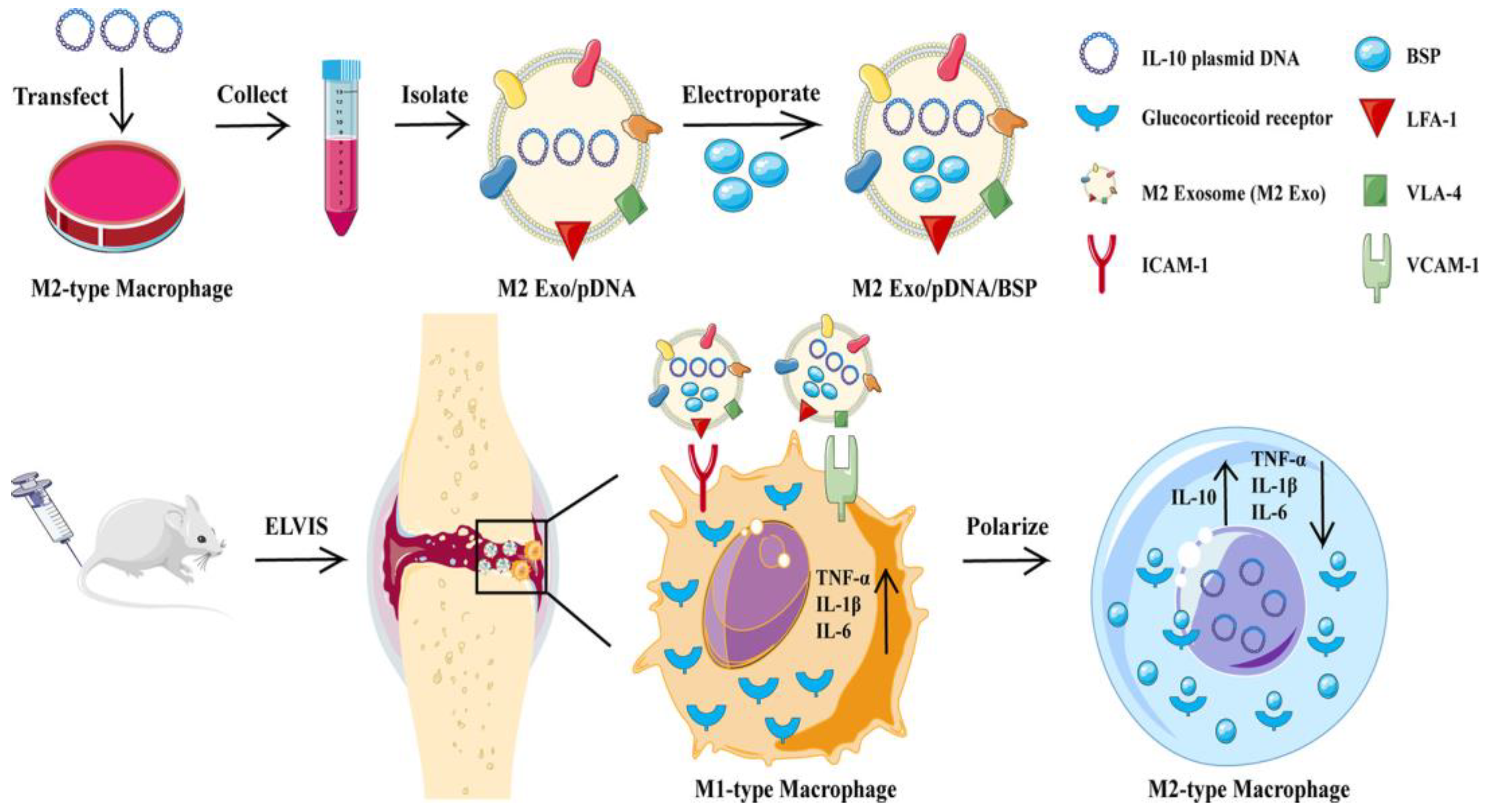 Pharmaceutics 15 01237 g003 Pharmaceutics 15 01237 g003