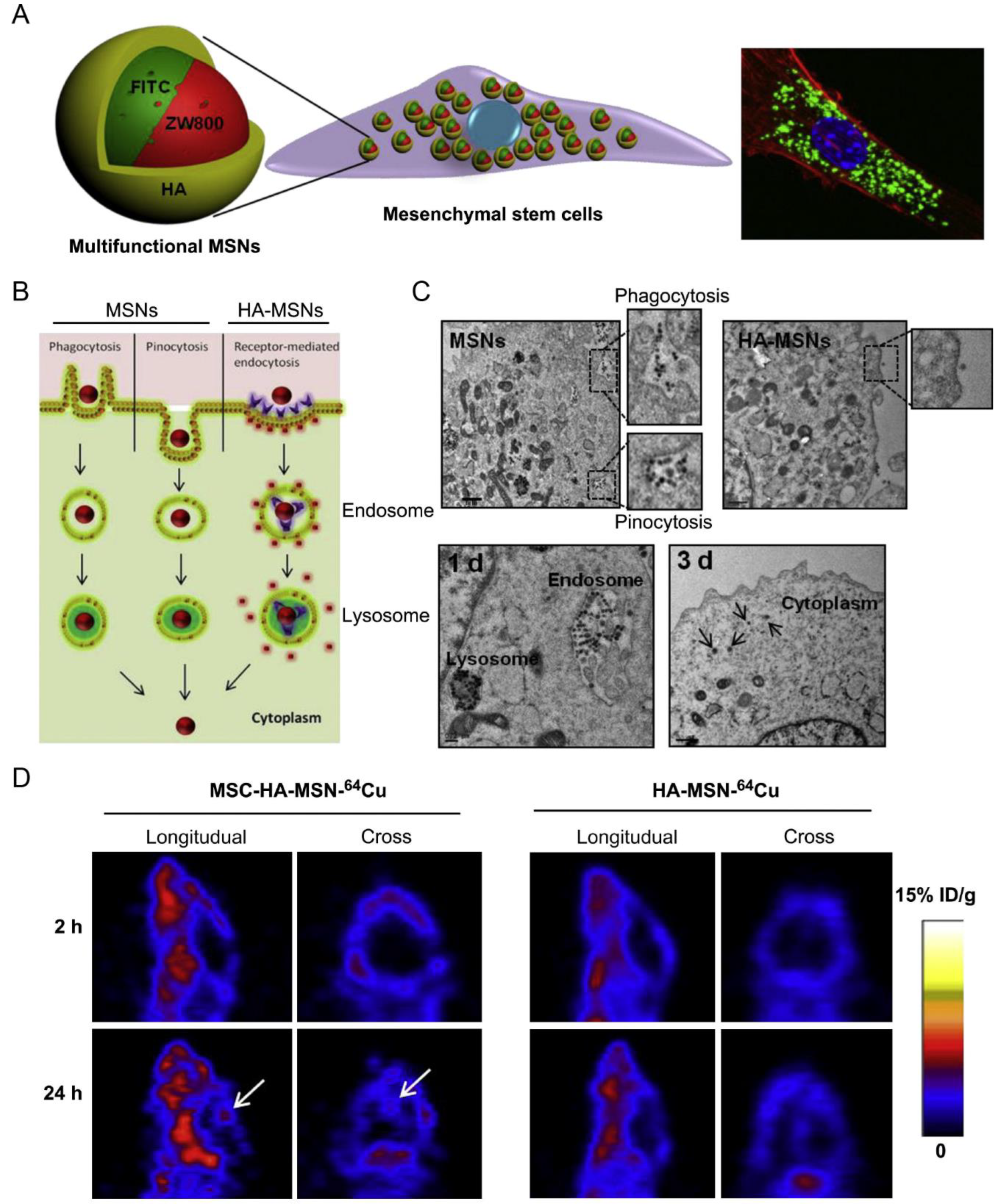 Pharmaceutics 15 01257 g002