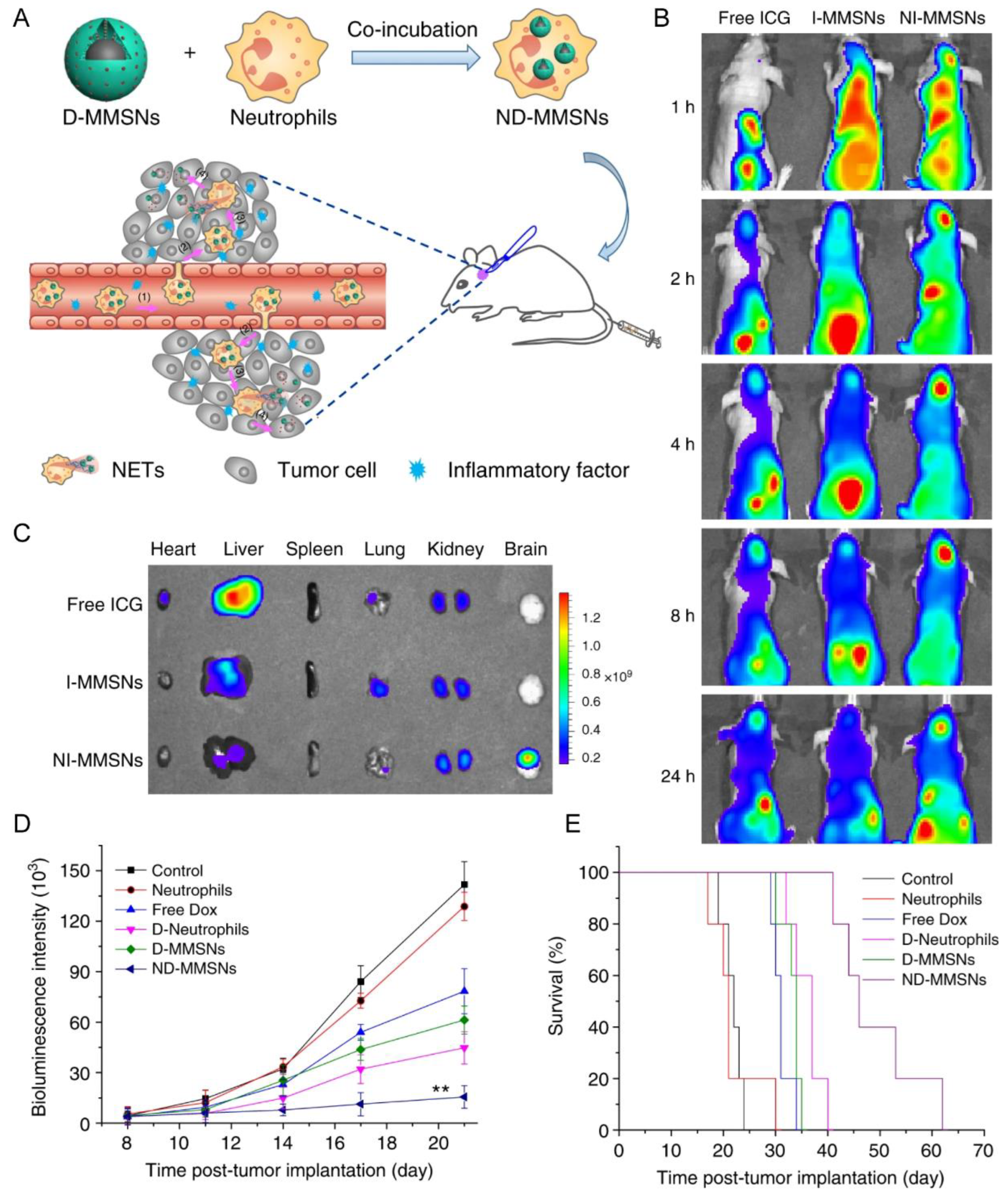 Pharmaceutics 15 01257 g003