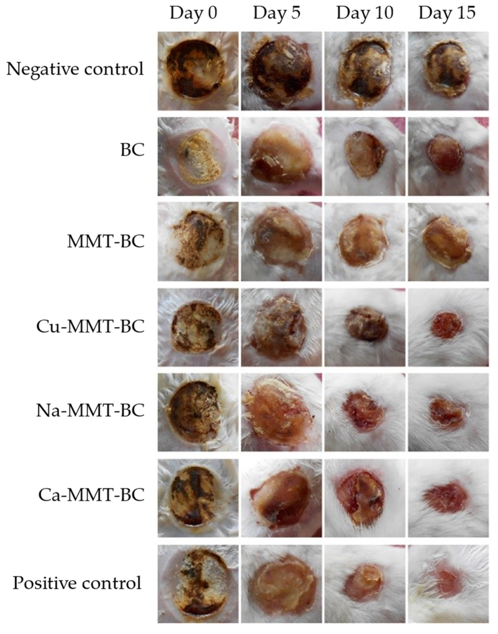 Pharmaceutics 15 01368 g005