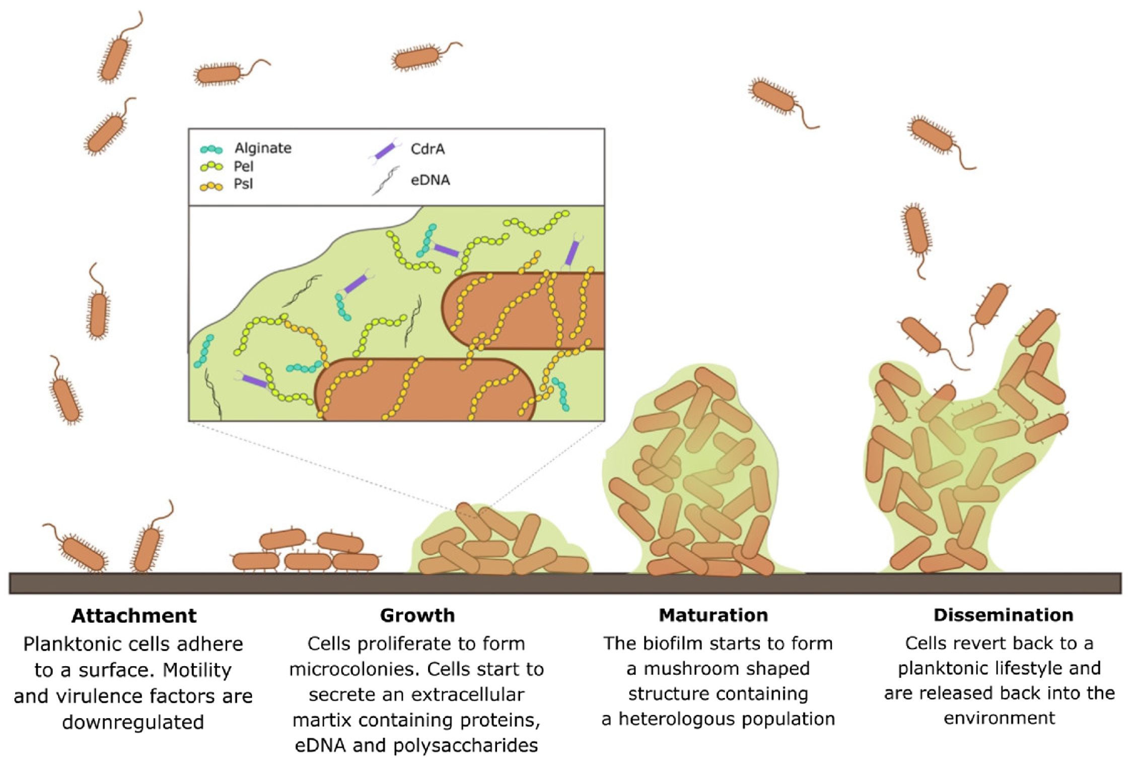 Pharmaceutics 15 01401 g001 Pharmaceutics 15 01401 g001