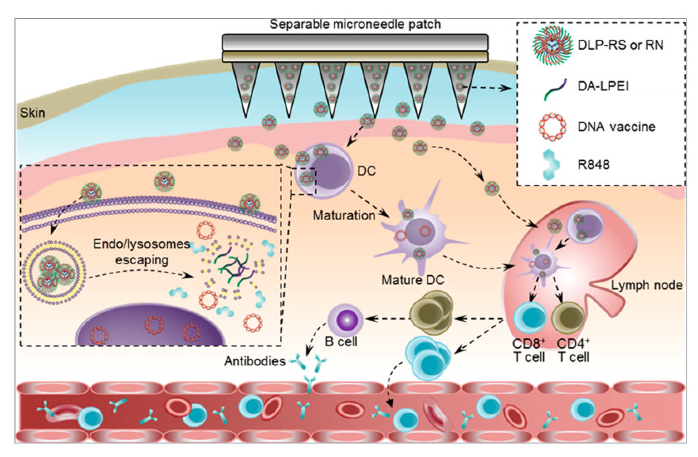 Pharmaceutics 15 01407 g007 Pharmaceutics 15 01407 g007