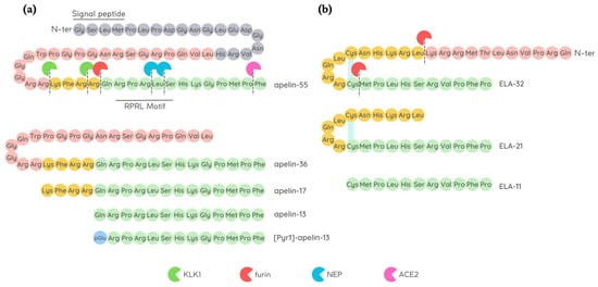 Pharmaceutics | Free Full-Text | APJ as Promising Therapeutic