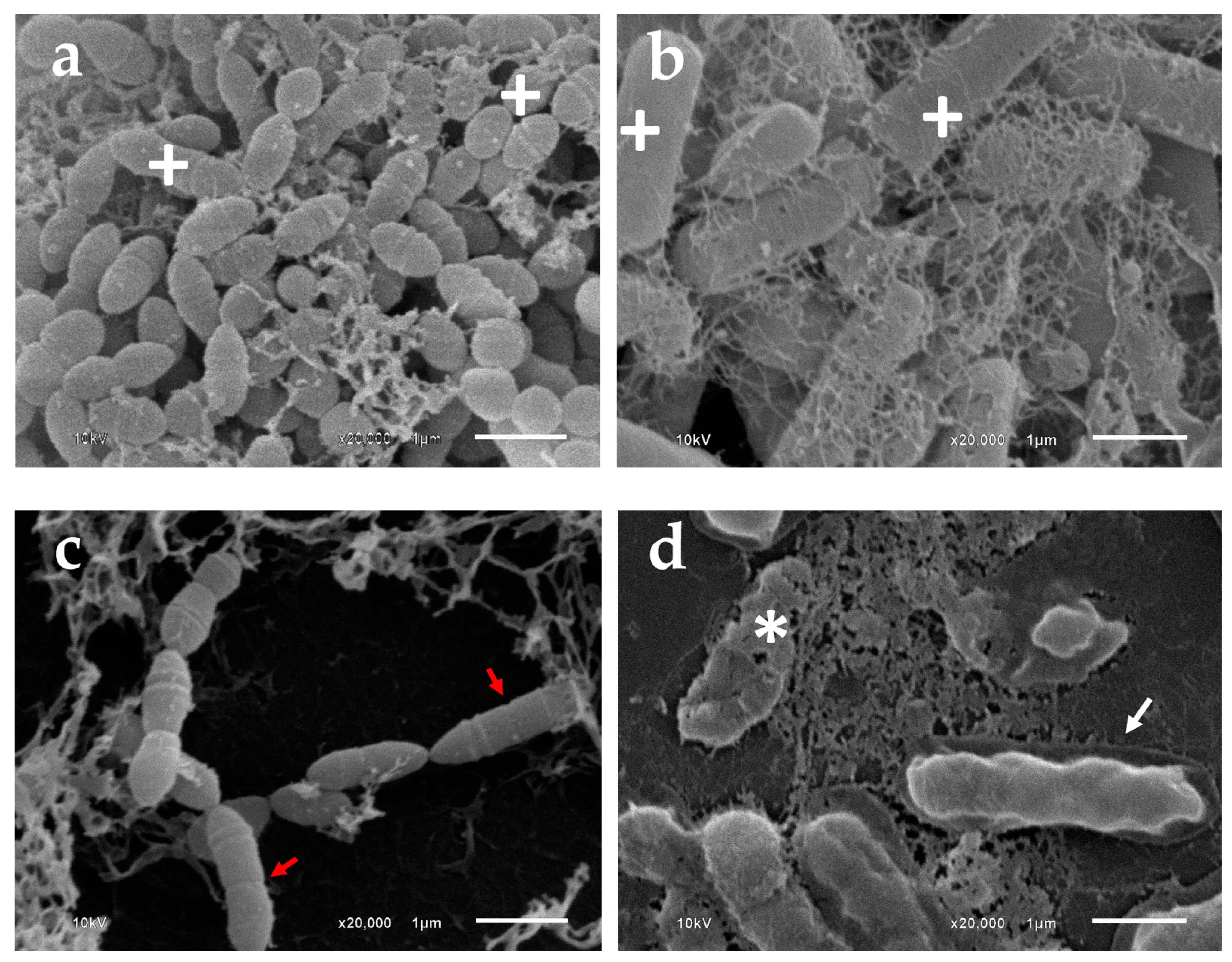Pharmaceutics 15 01419 g006