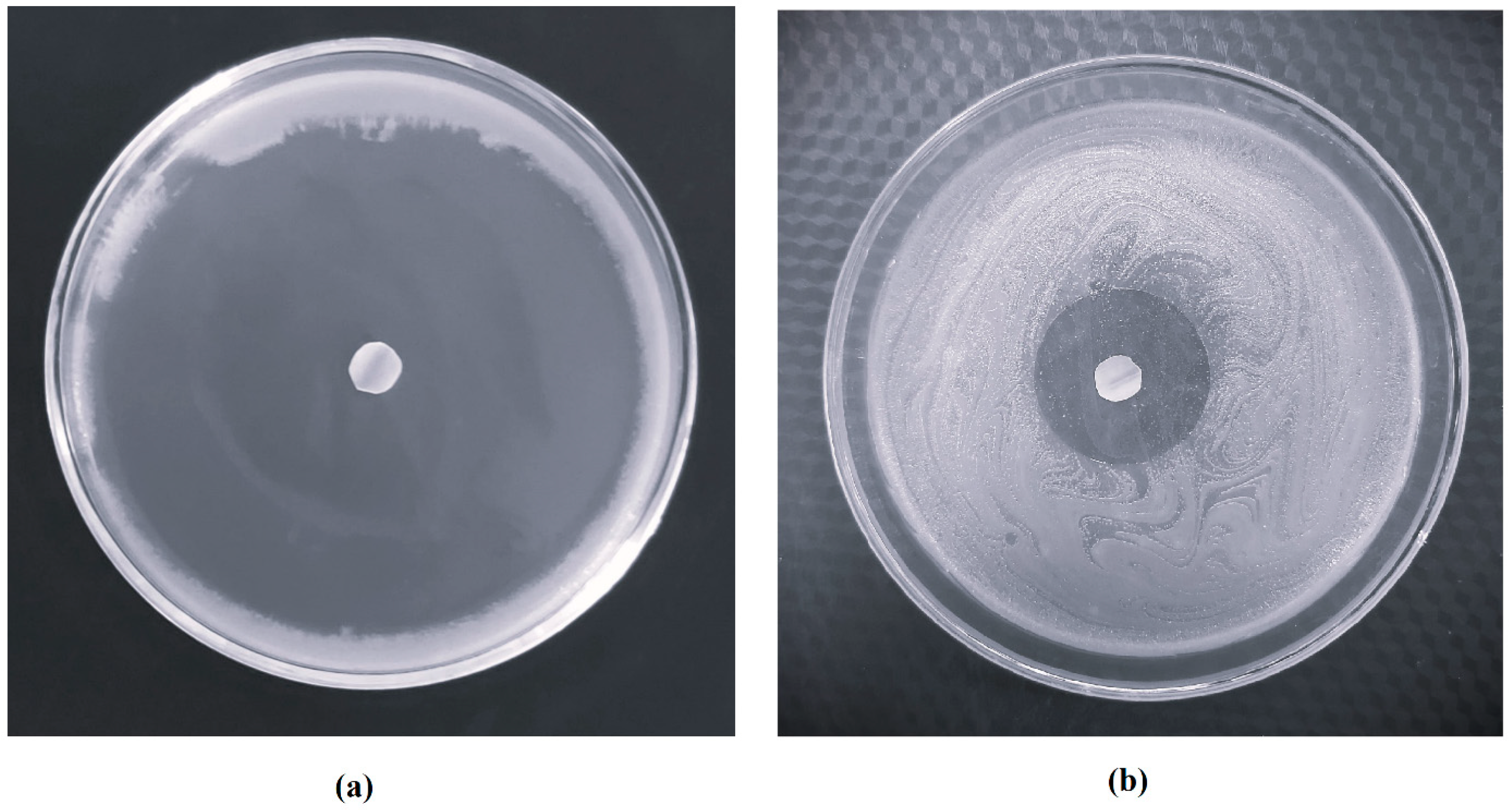 Pharmaceutics 15 01422 g013