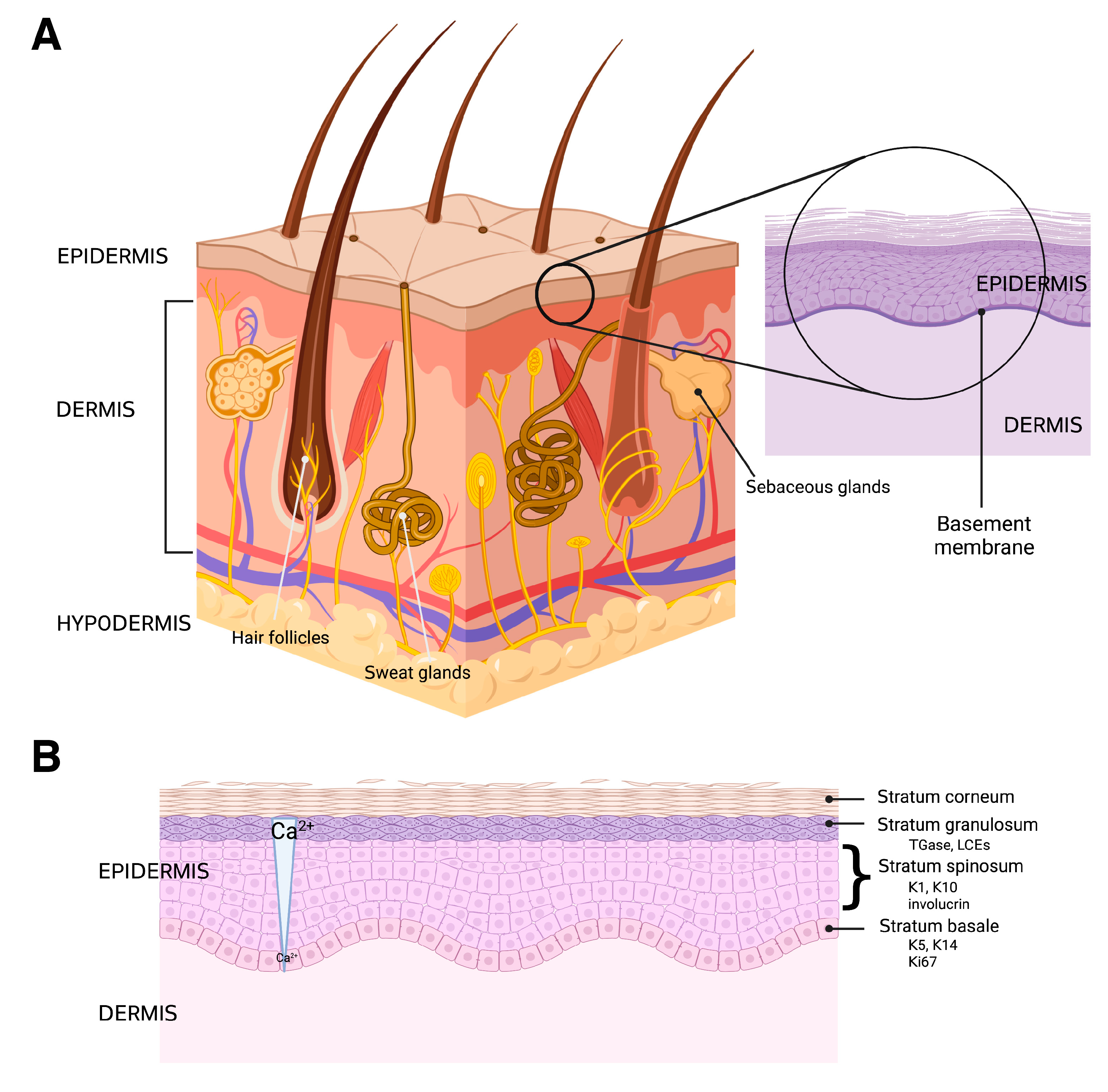 Pharmaceutics 15 01497 g003