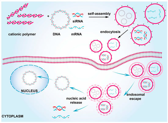 Pharmaceutics | Free Full-Text | Cationic Polymers as Transfection 