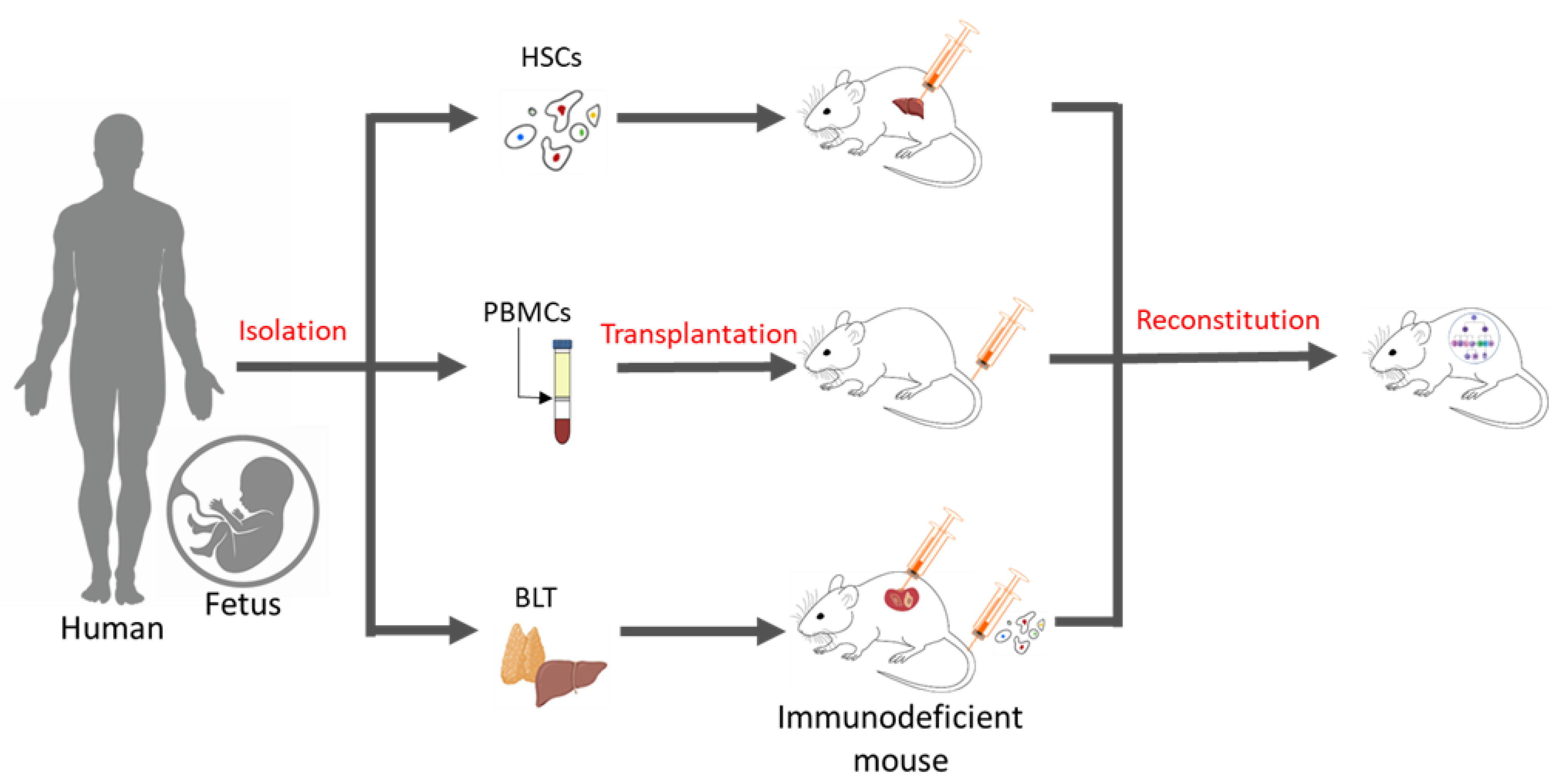 Pharmaceutics | Free Full-Text | Emerging Preclinical Applications of  Humanized Mouse Models in the Discovery and Validation of Novel  Immunotherapeutics and Their Mechanisms of Action for Improved Cancer  Treatment