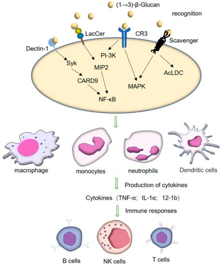 Pharmaceutics | Free Full-Text | Immunomodulatory Effect and Biological ...