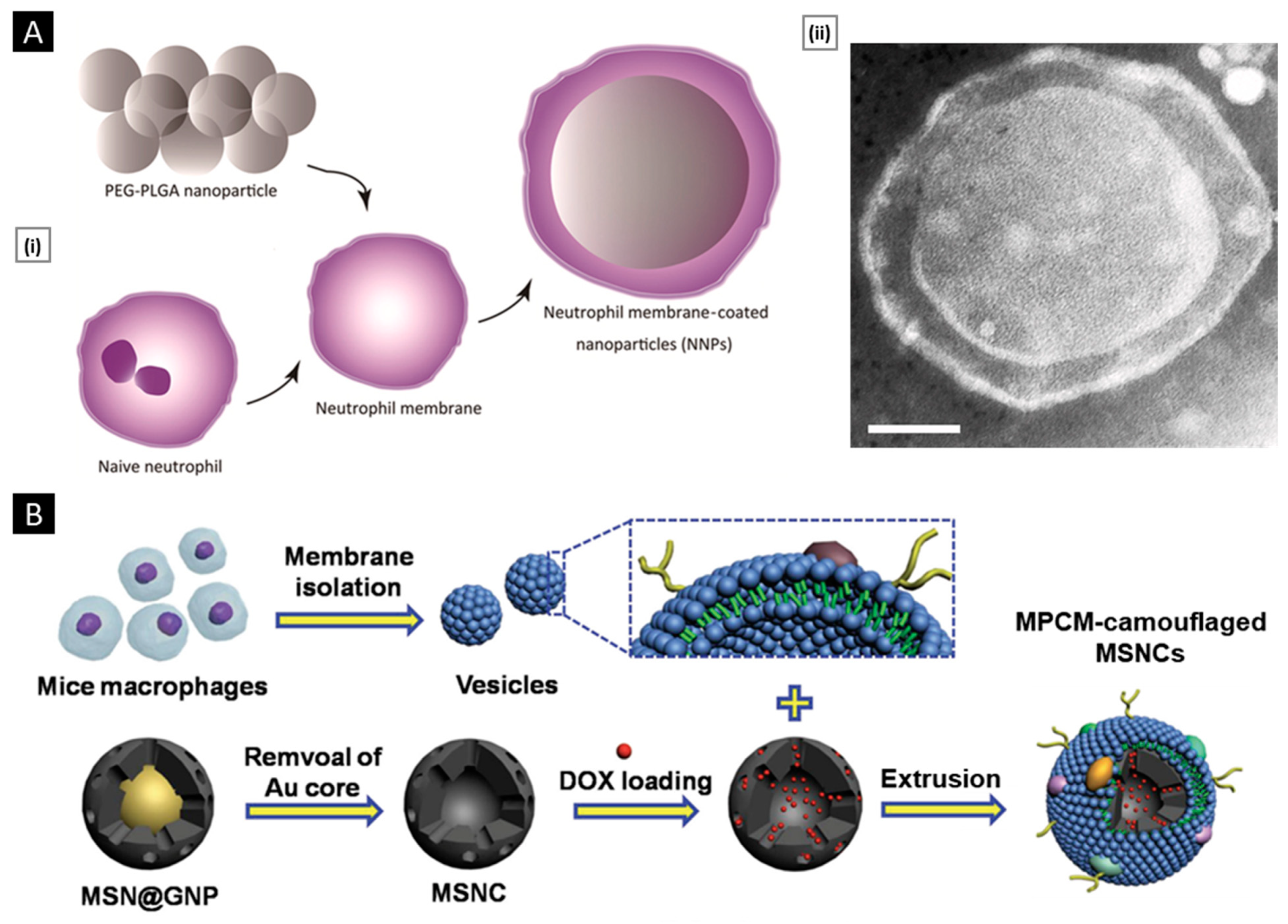 Pharmaceutics 15 01677 g003