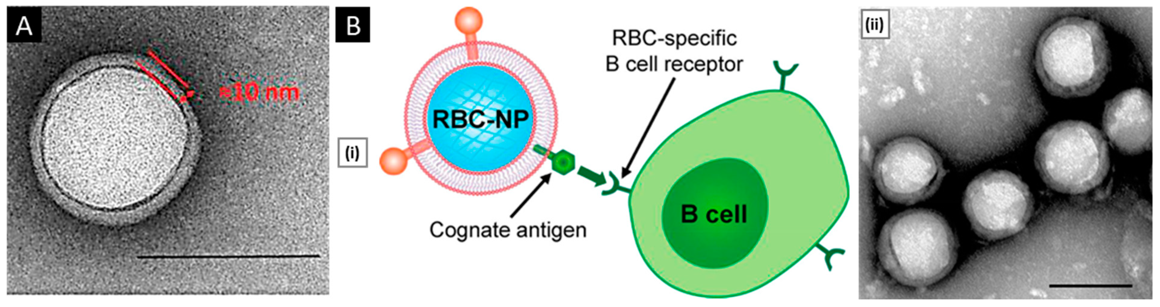 Pharmaceutics 15 01677 g004