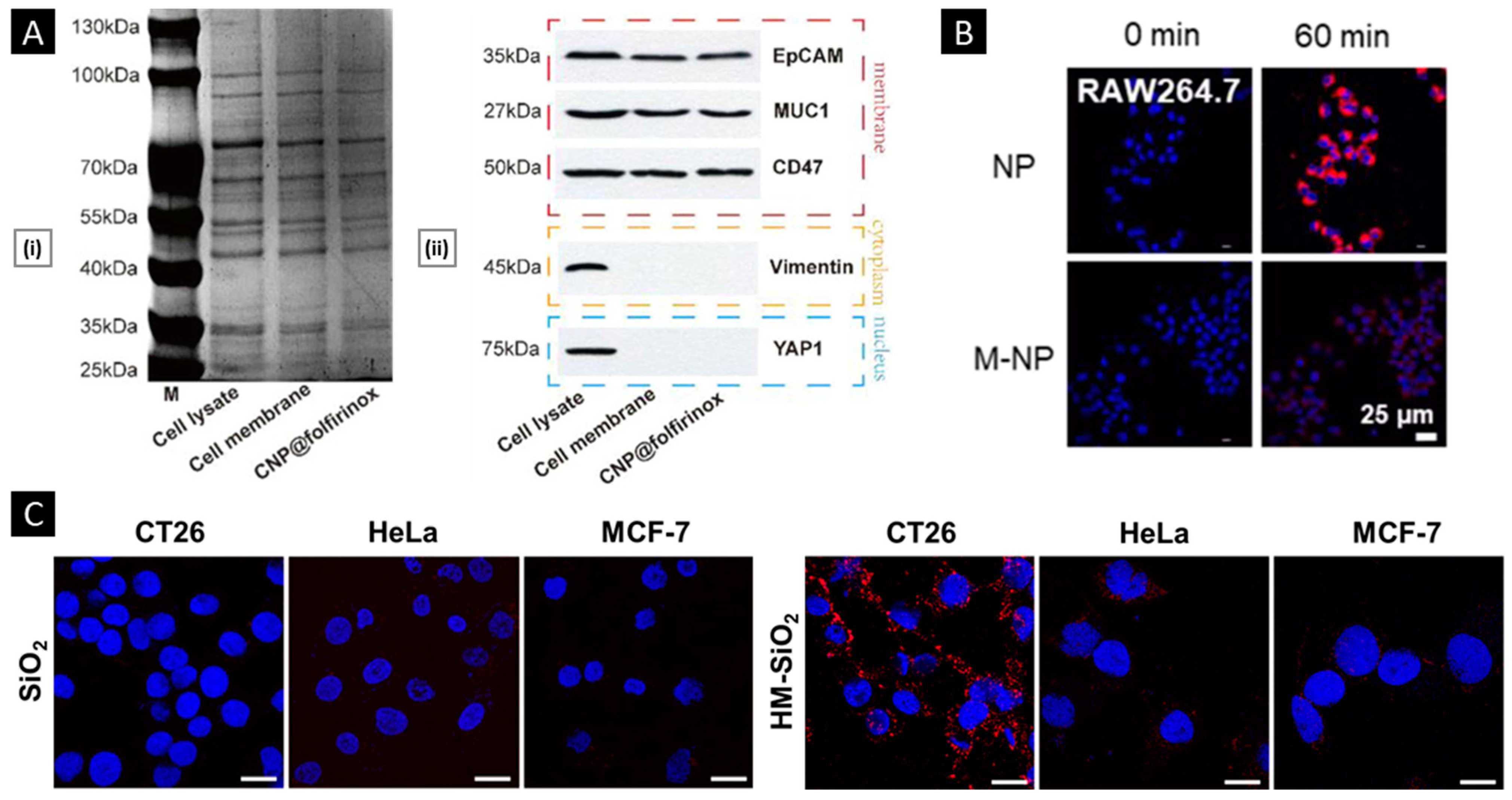 Pharmaceutics 15 01677 g007