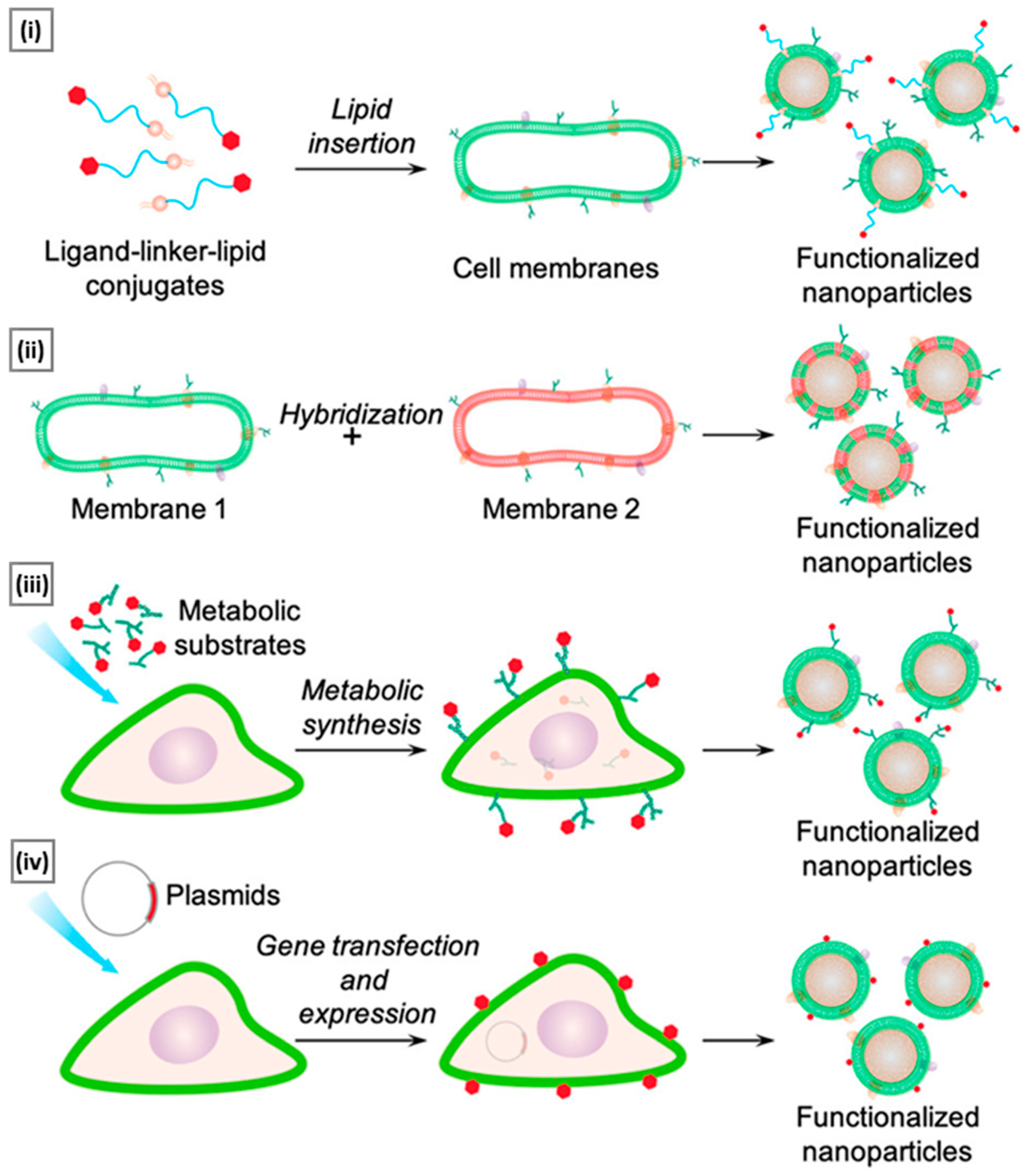 Pharmaceutics 15 01677 g008