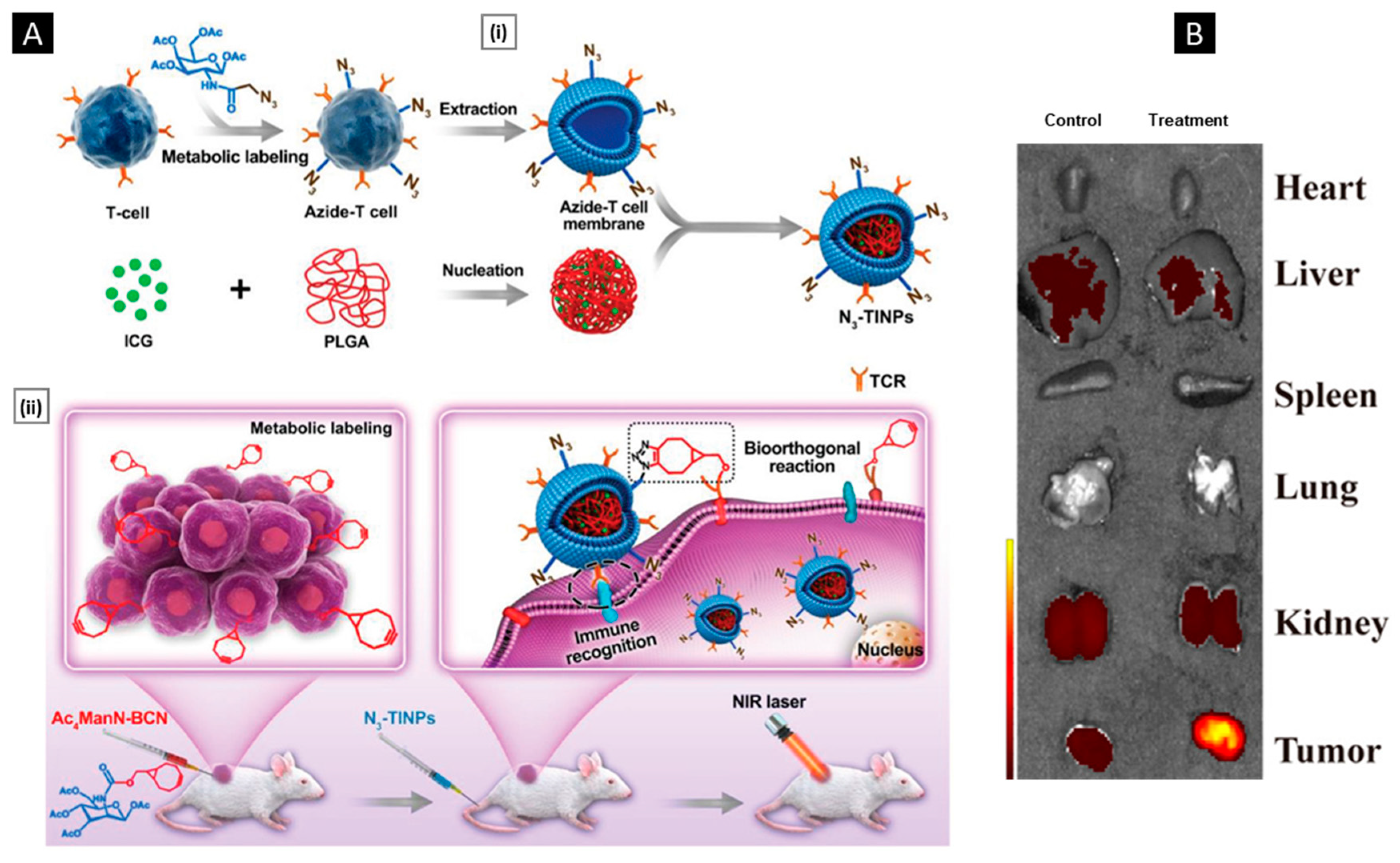 Pharmaceutics 15 01677 g010