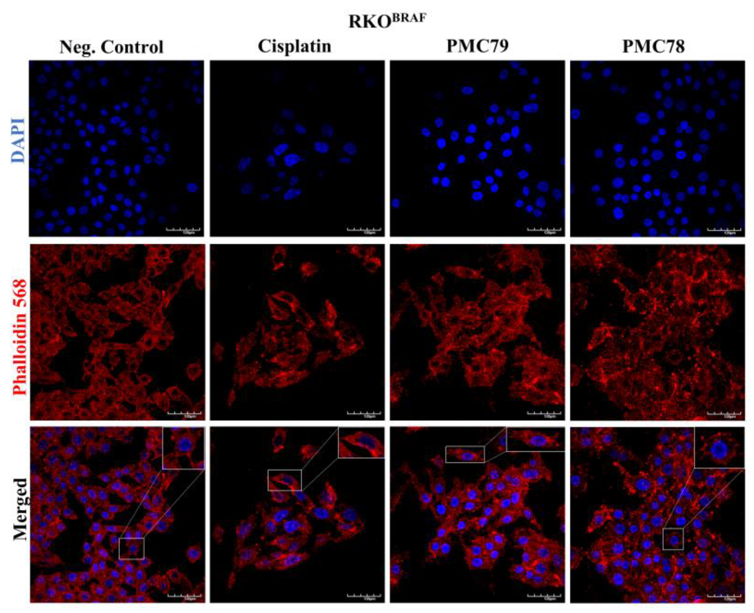 Pharmaceutics 15 01731 g014