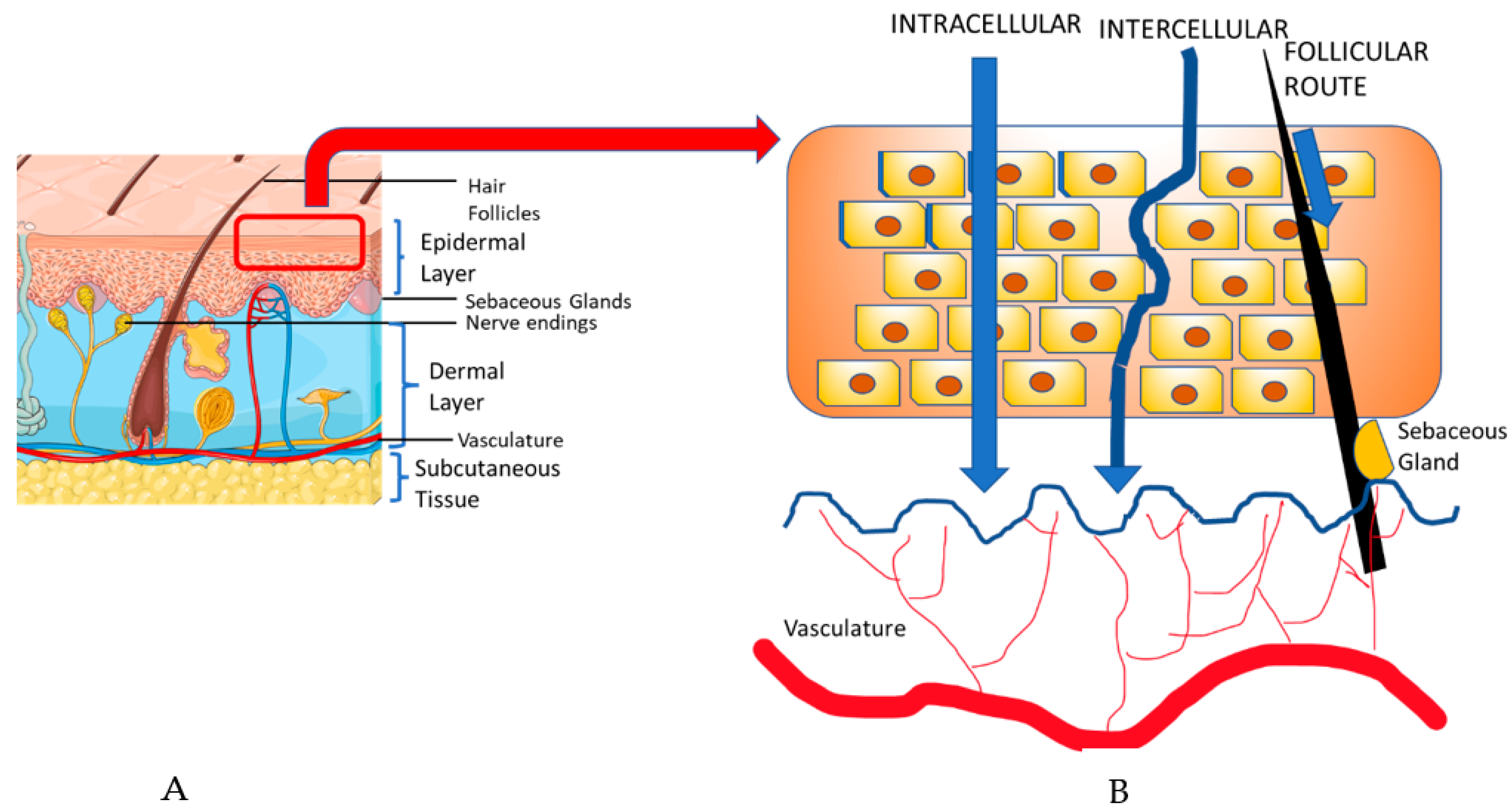 Pharmaceutics 15 01844 g003