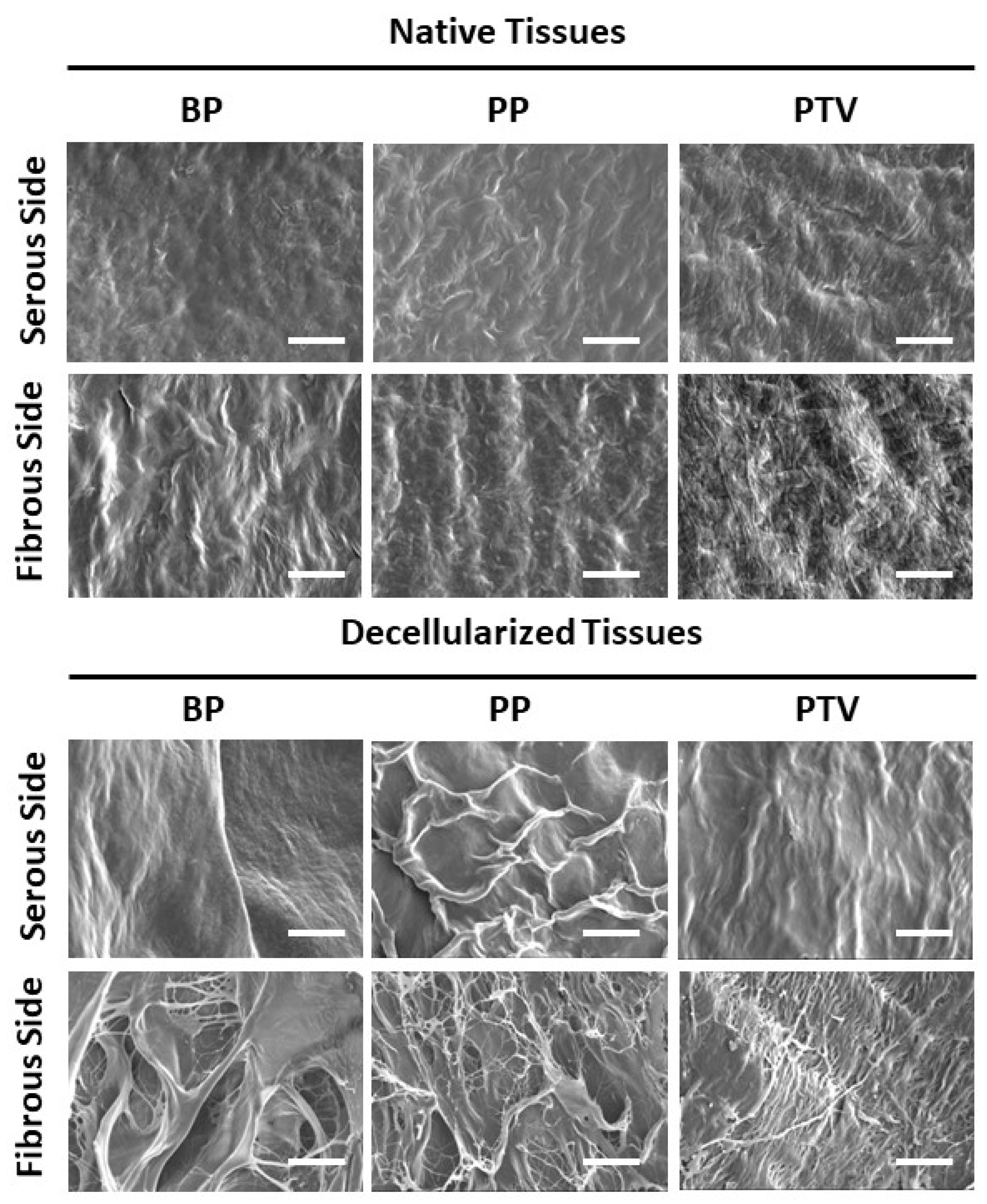 Pharmaceutics 15 01906 g003 Pharmaceutics 15 01906 g003
