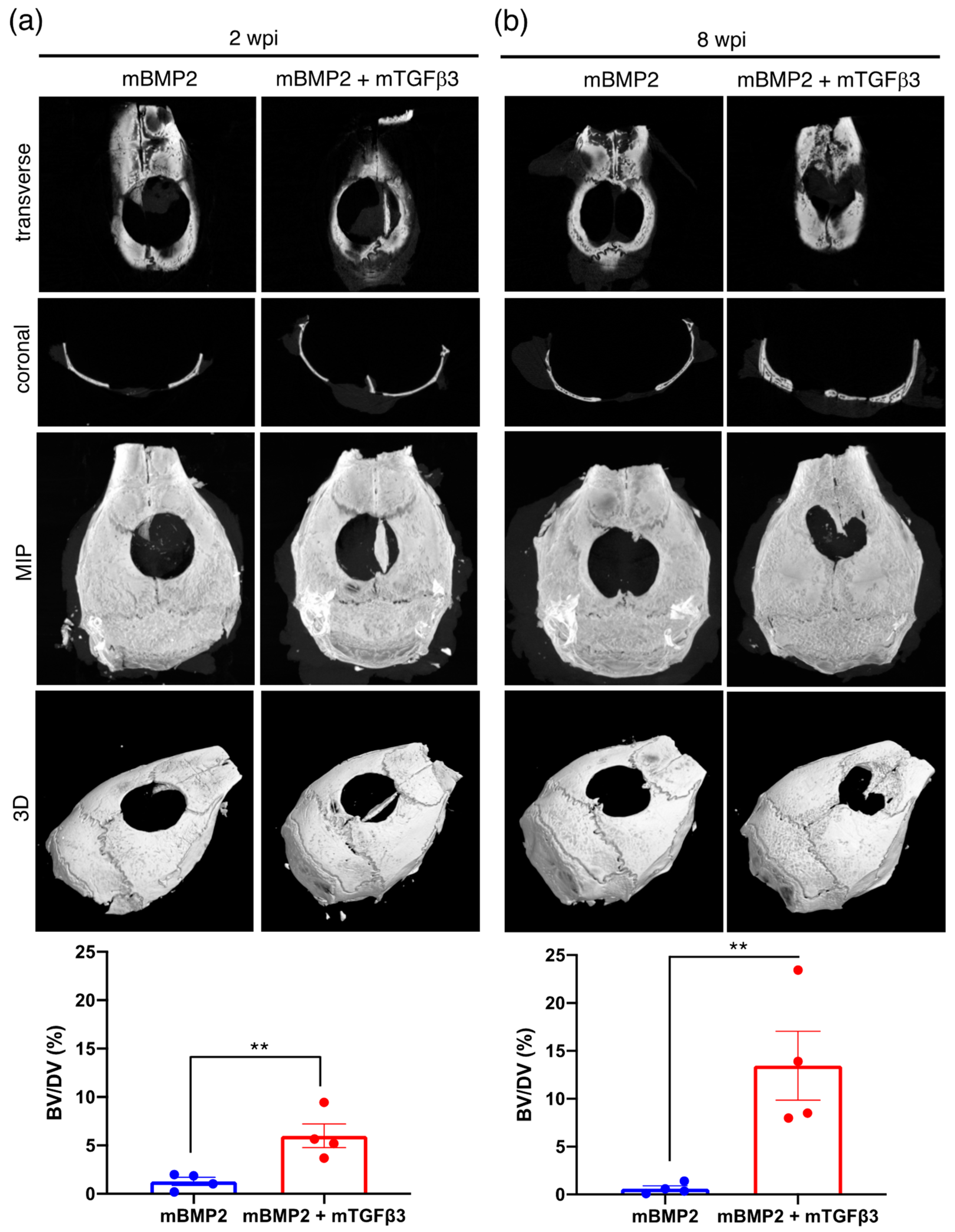 Pharmaceutics 15 01965 g003