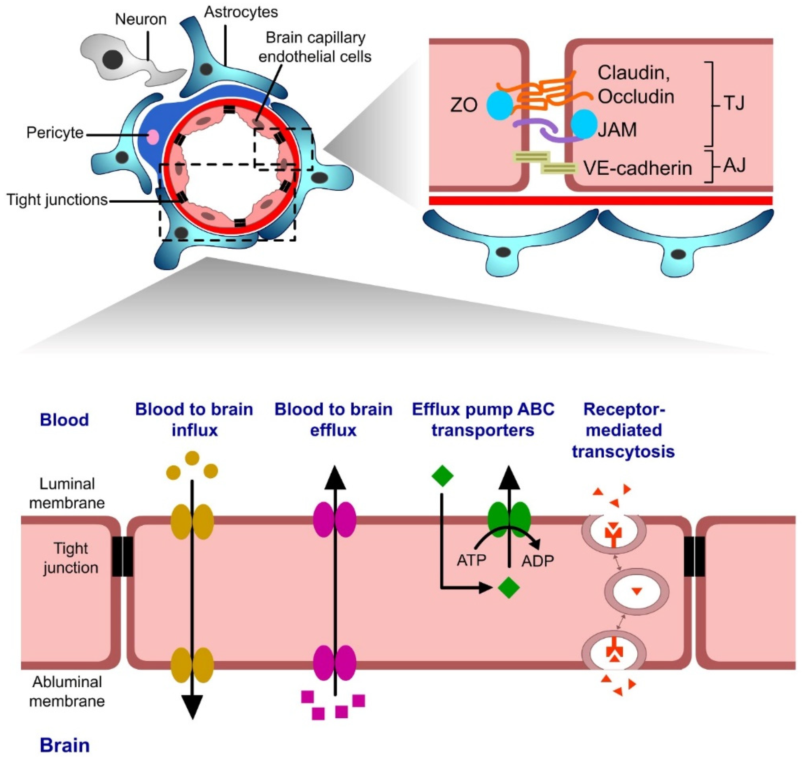 Pharmaceutics 15 01999 g004
