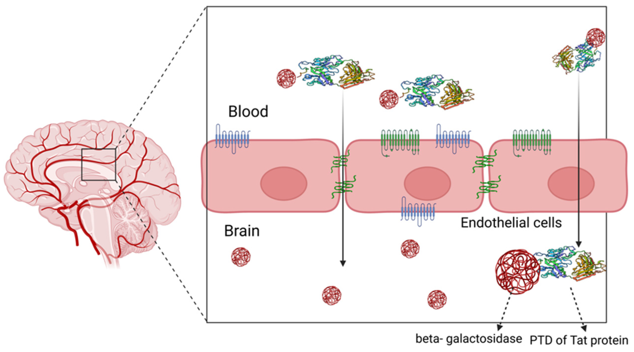 Modern methods for delivery of drugs across the blood–brain